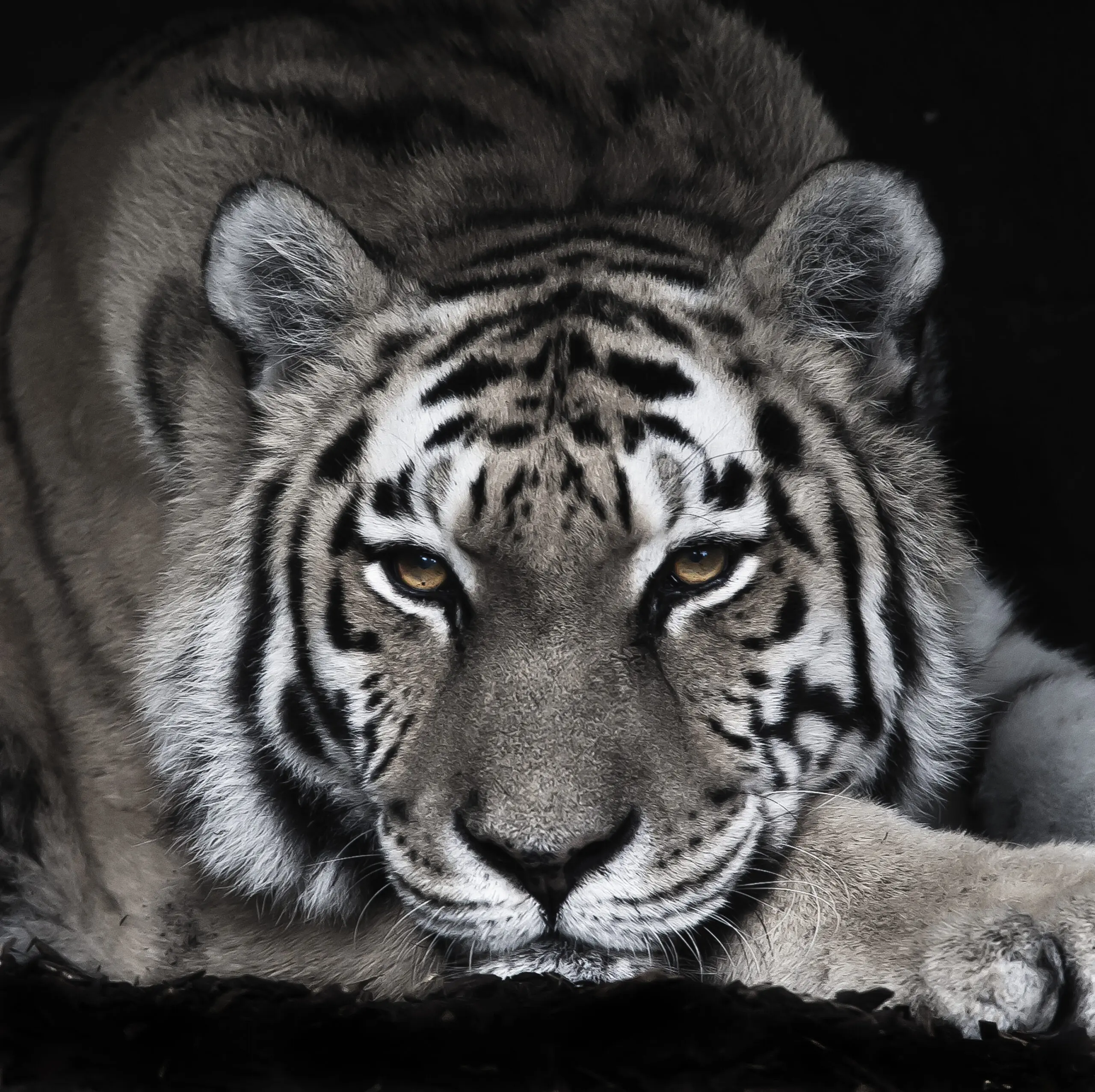 Wandbild (109) Tigra Negra präsentiert: Tiere,Wildtiere,Aus Afrika
