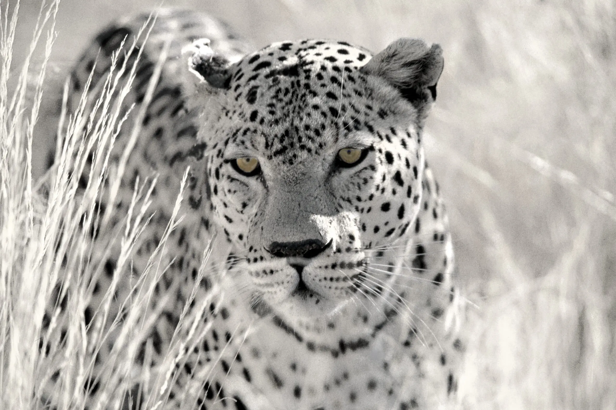 Wandbild (133) Panthera präsentiert: Tiere,Wildtiere,Aus Afrika