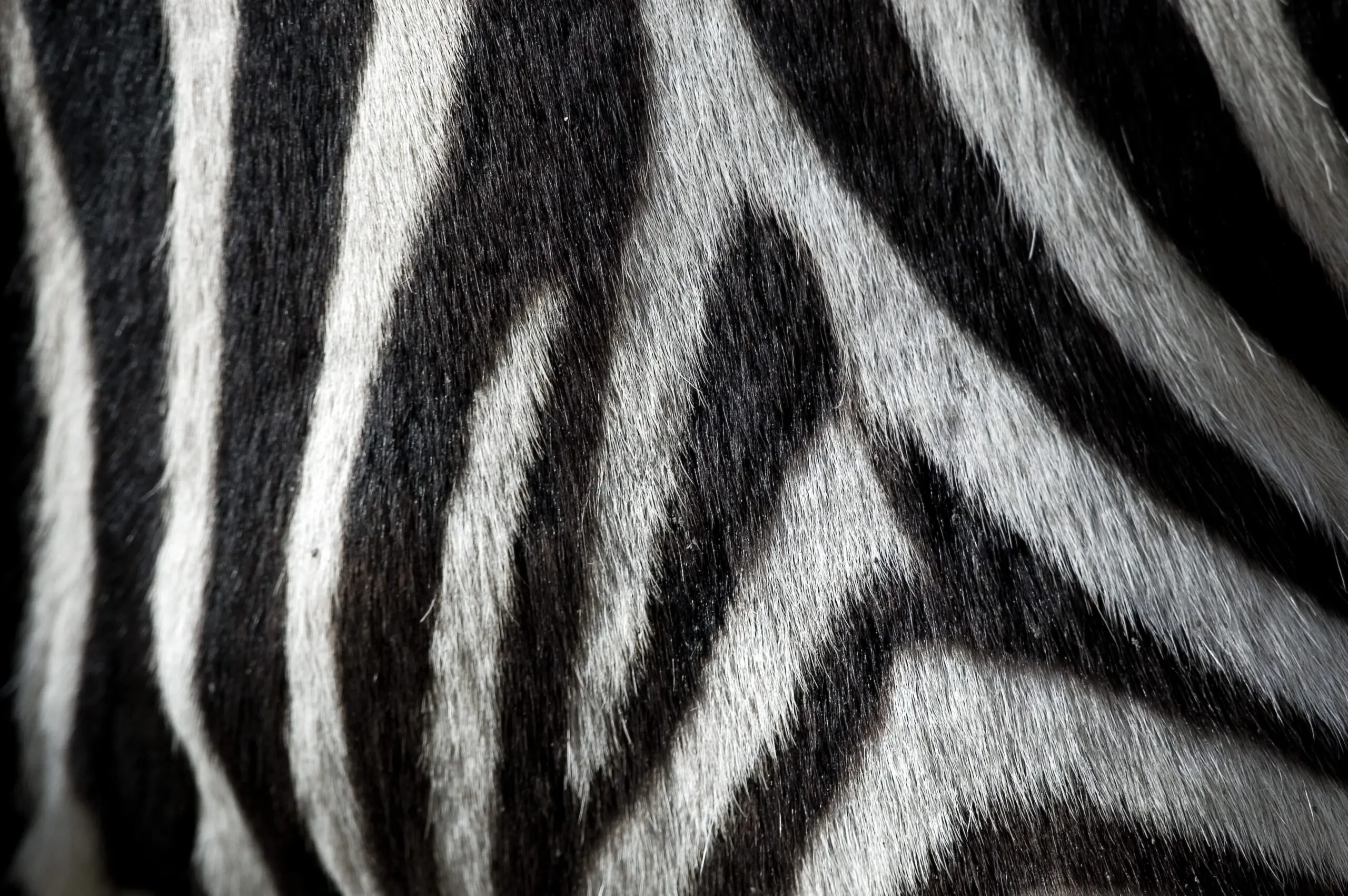 Wandbild (169) Zebrastreifen präsentiert: Details und Strukturen,Tiere,Aus Afrika,Detailaufnahmen,Tiere