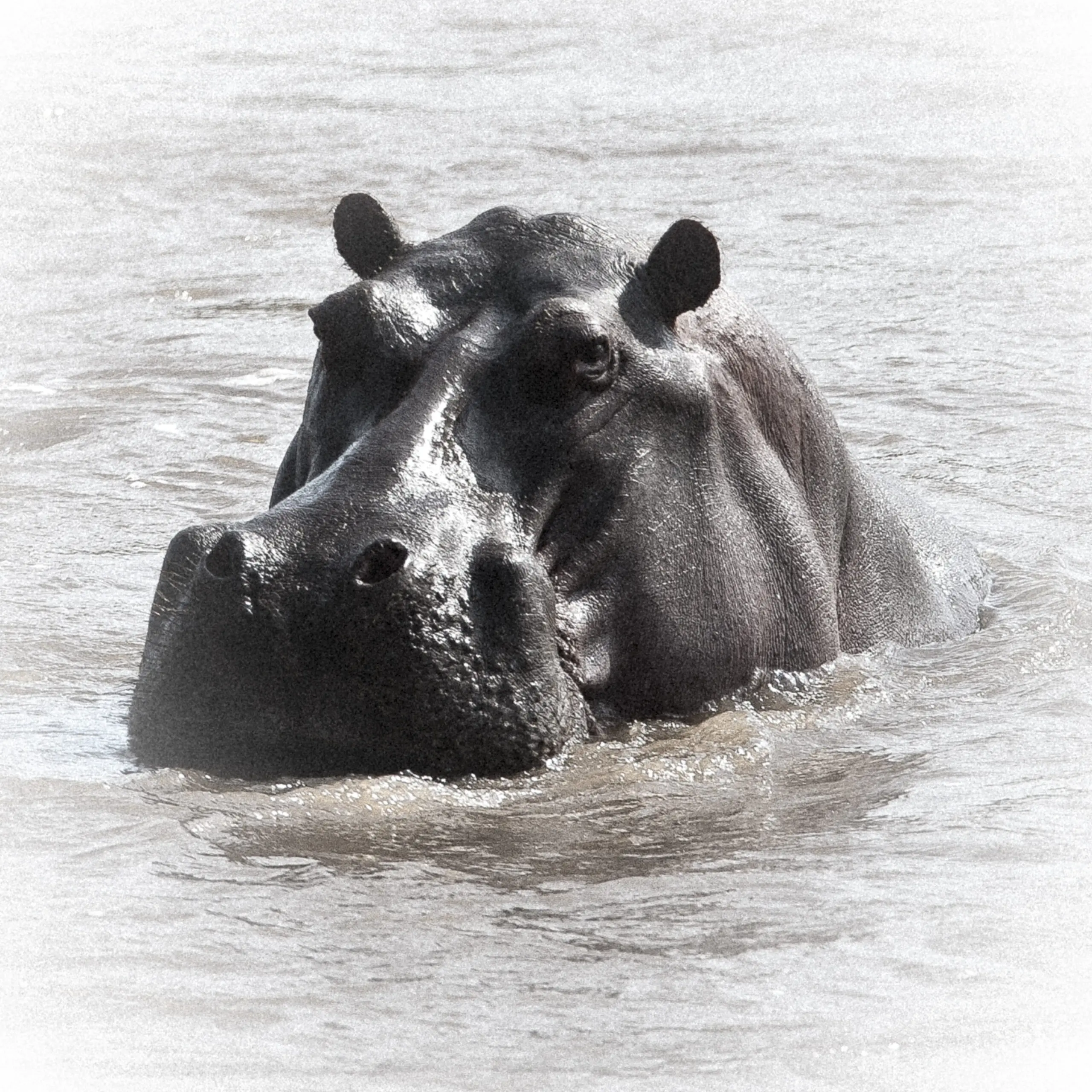 Wandbild (157) Hippo präsentiert: Tiere,Wildtiere,Aus Afrika