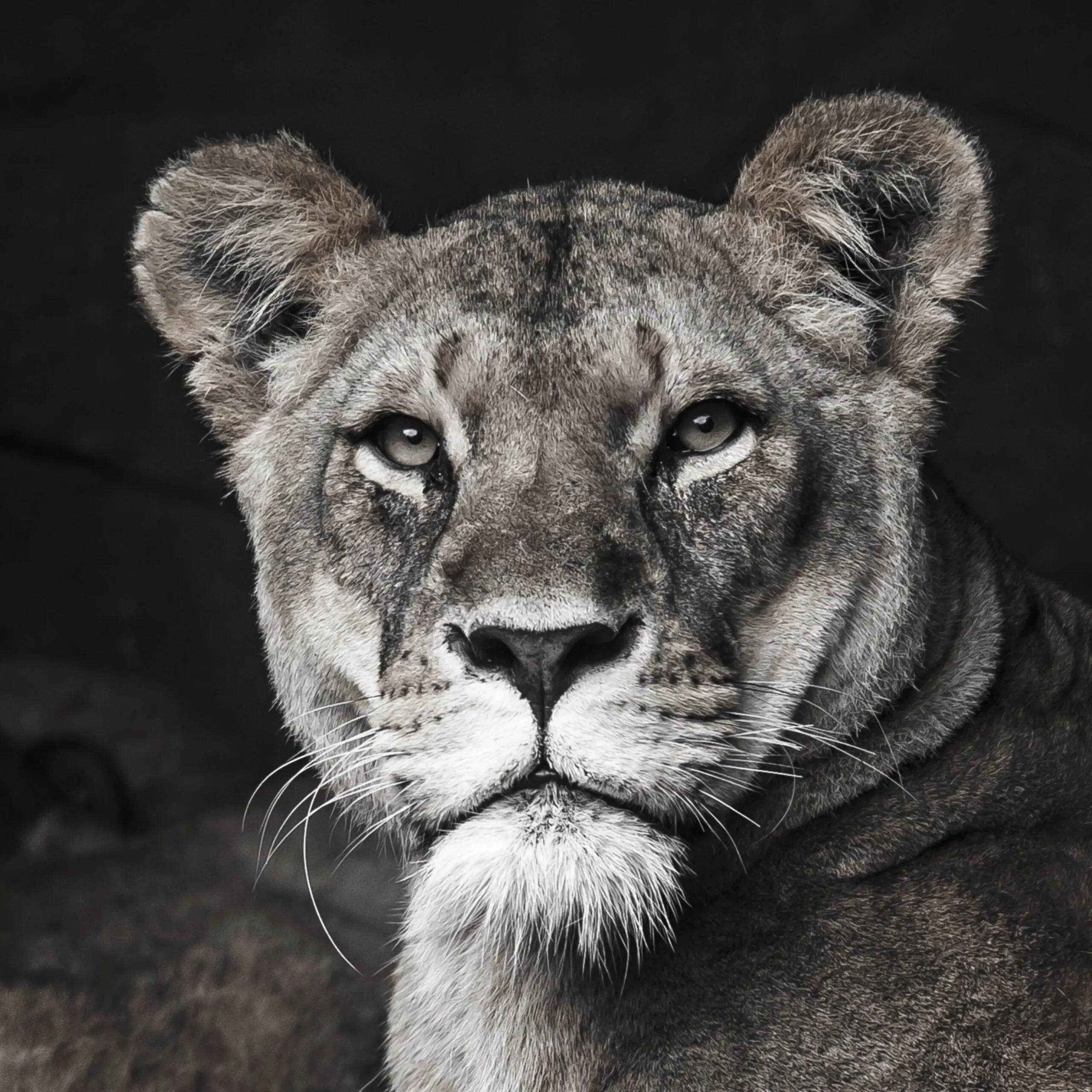 Wandbild (140) Lion präsentiert: Tiere,Wildtiere,Aus Afrika