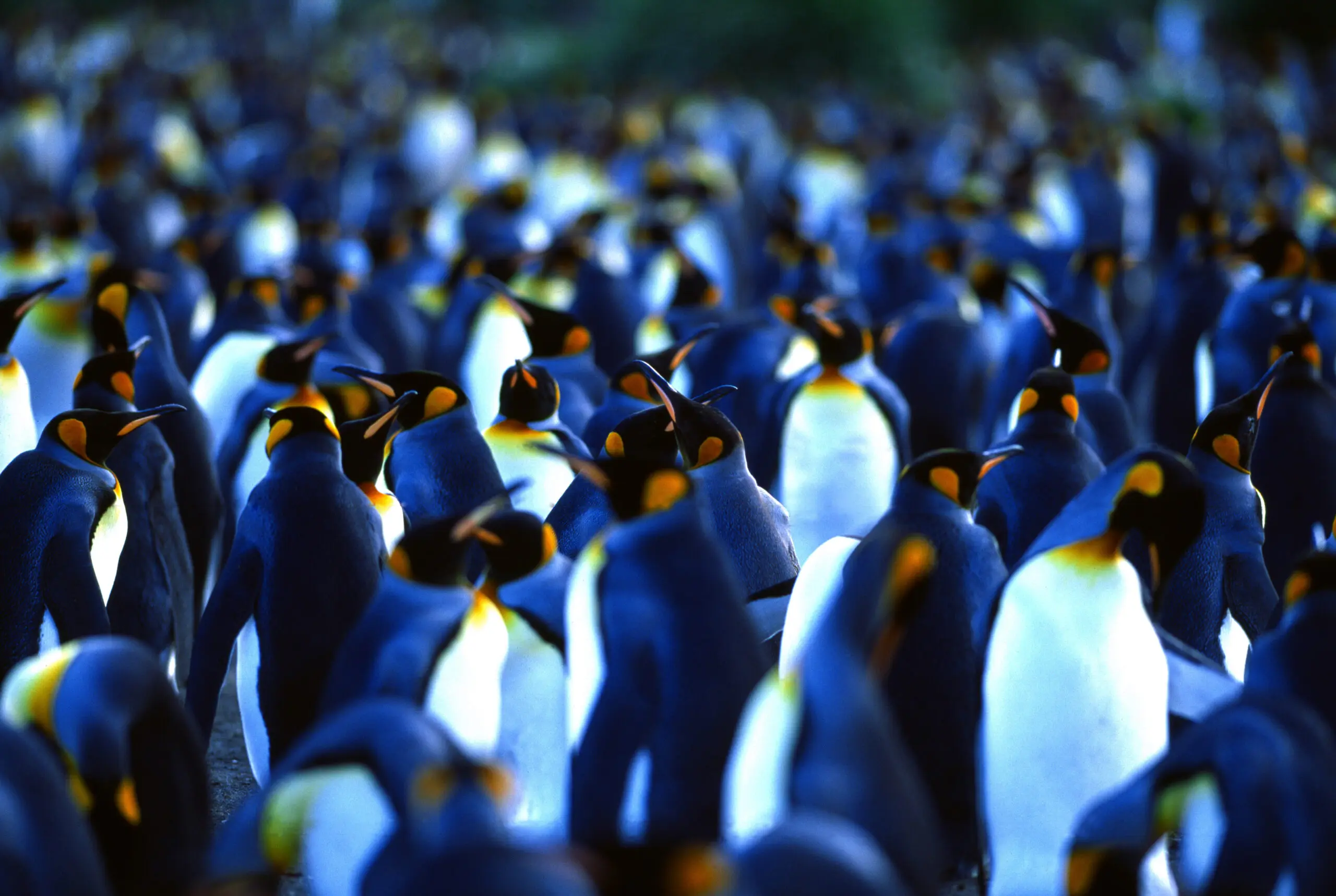 Wandbild (193) Die Menge Pinguine präsentiert: Tiere,Pinguine