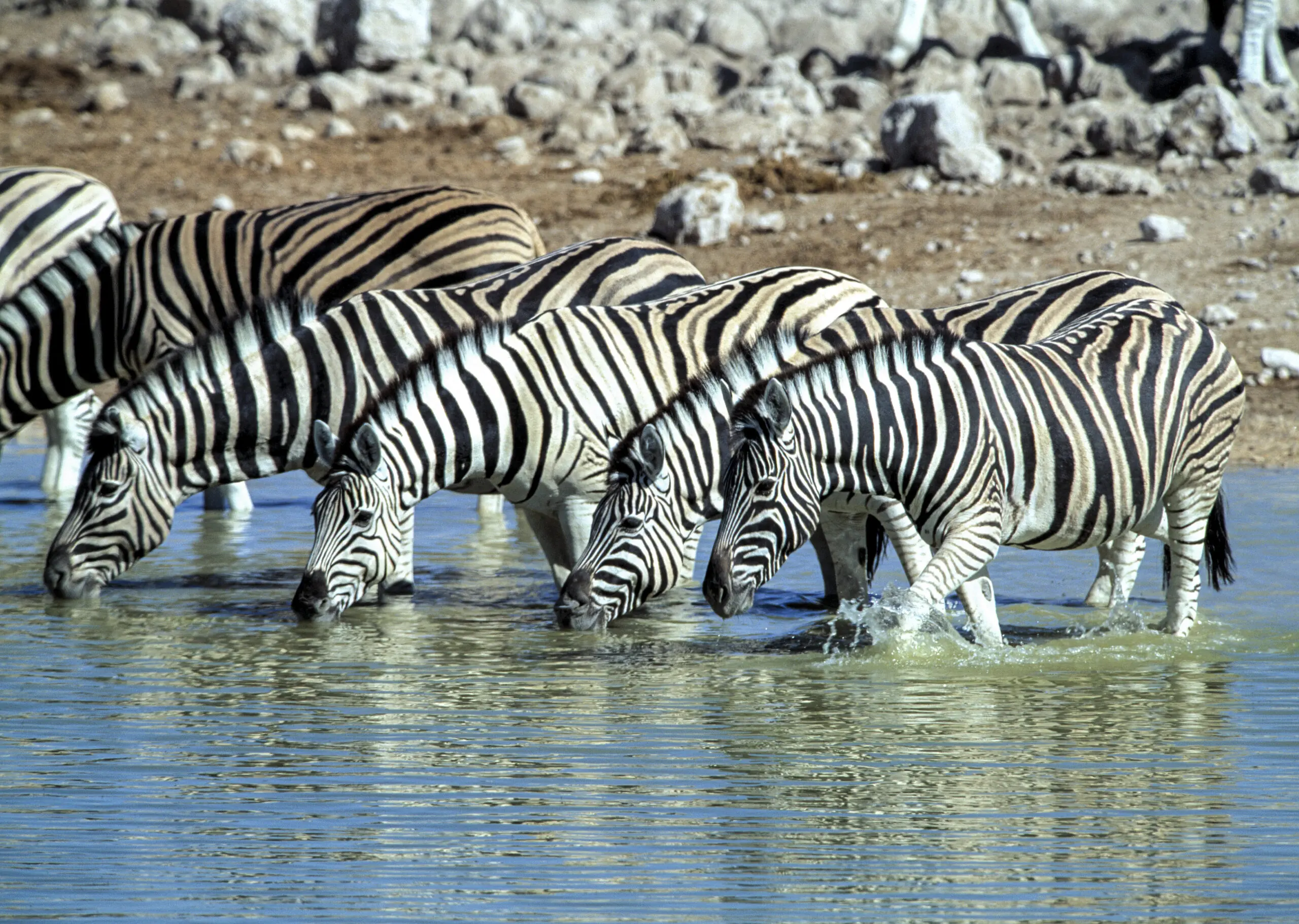 Wandbild (240) Zebra präsentiert: Wasser,Tiere,Sonstige Tiere,Wildtiere,Aus Afrika,Bäche und Flüsse