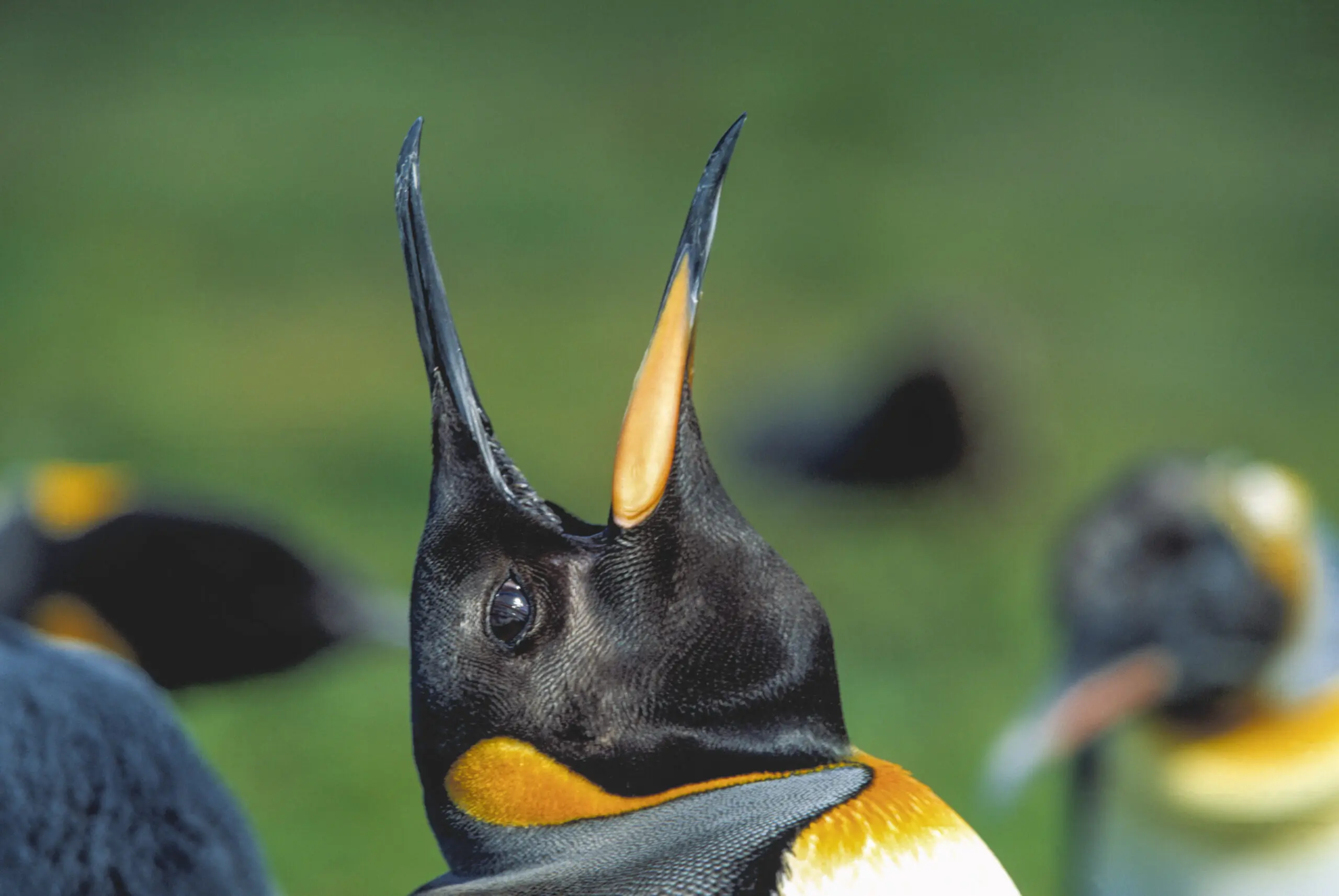Wandbild (247) Ruf der Wildnis1 präsentiert: Tiere,Pinguine