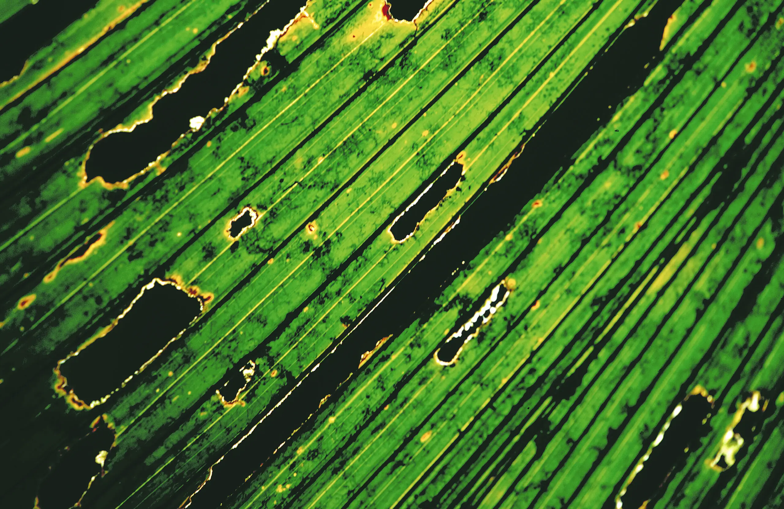 Wandbild (248) Spuren der Ameise präsentiert: Details und Strukturen,Natur,Blätter,Makro,Pflanzen
