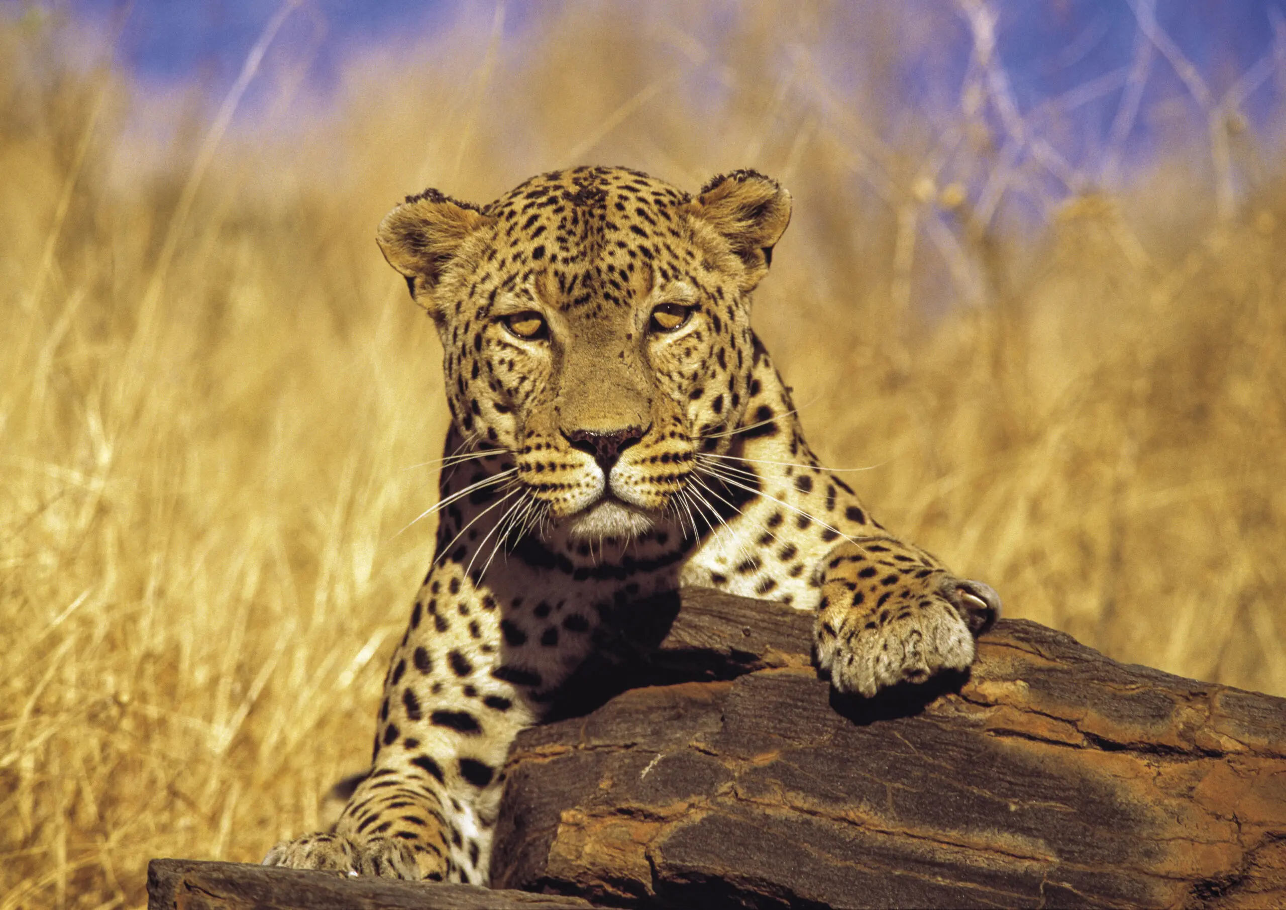 Wandbild (254) Leo pardus präsentiert: Tiere,Wildtiere,Aus Afrika