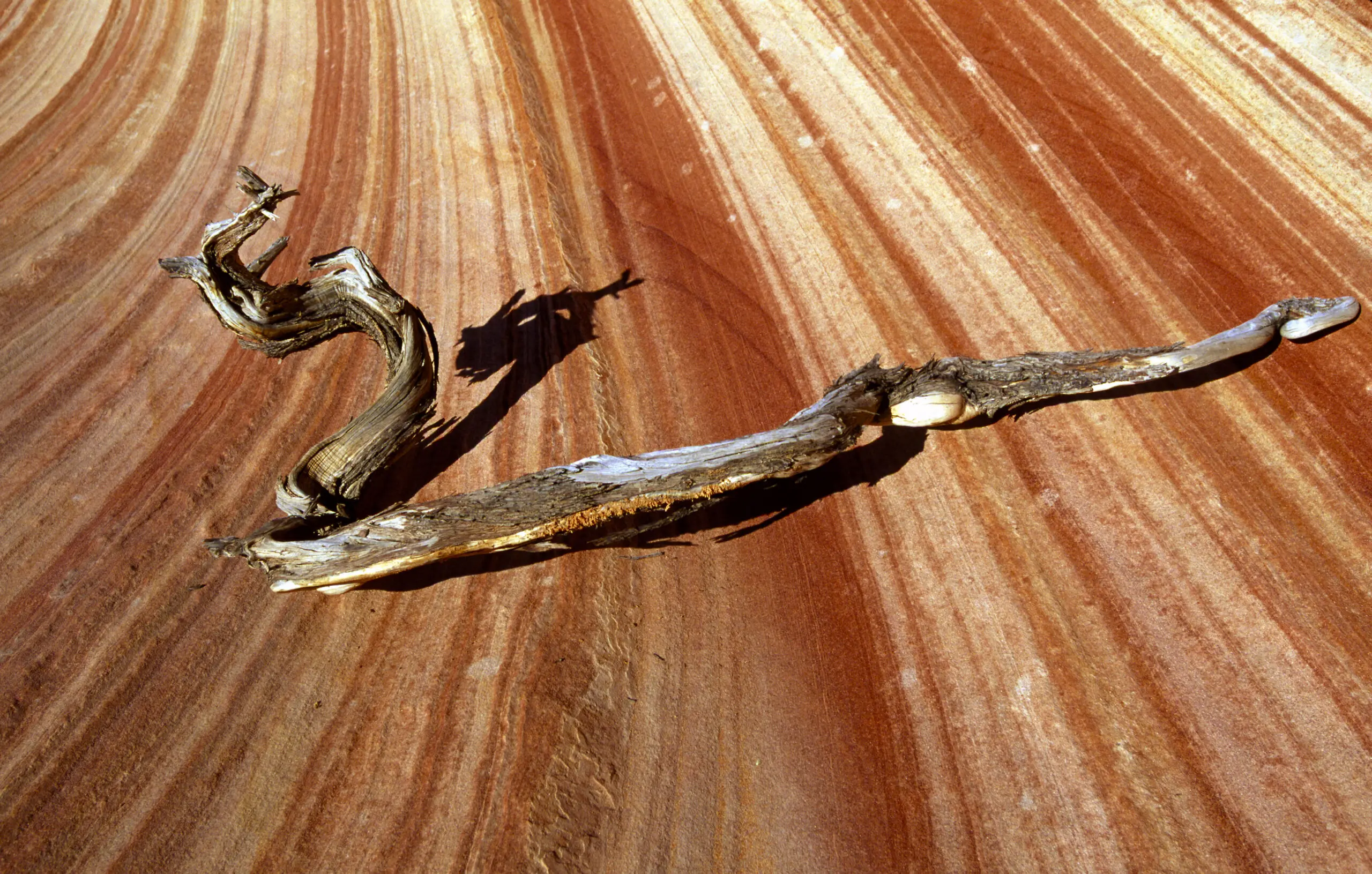 Wandbild (269) Wooden Snake präsentiert: Details und Strukturen,Natur,Landschaften,Wüste,Detailaufnahmen,Sonstige Naturdetails,Erde