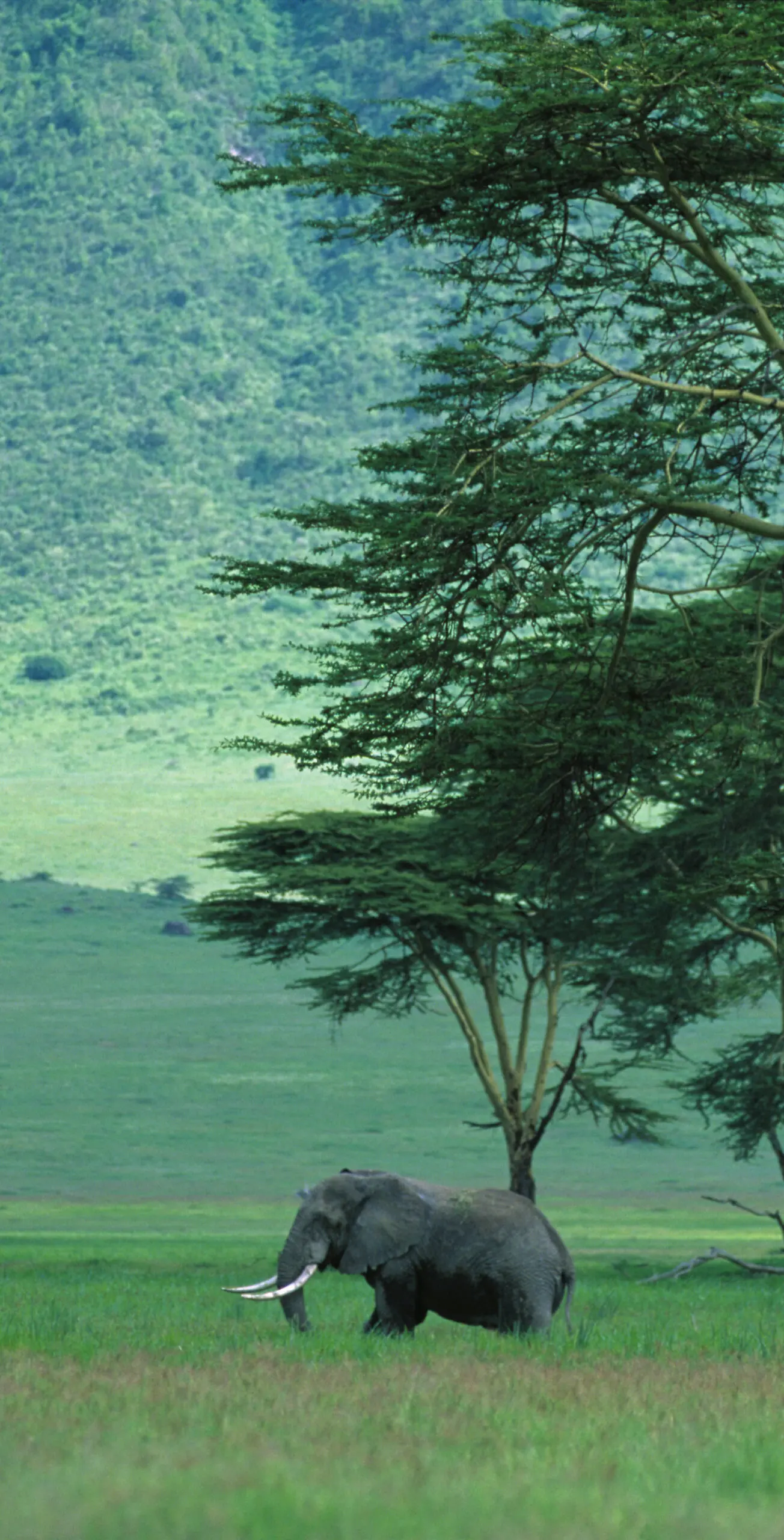 Wandbild (264) Big Tusker Ngorongoro präsentiert: Tiere,Landschaften,Afrika,Sonstige,Sonstige Tiere,Aus Afrika