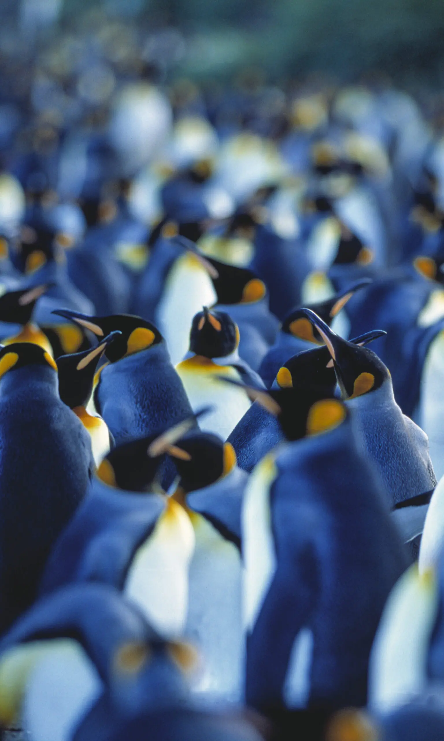 Wandbild (263) Rookery präsentiert: Tiere,Pinguine