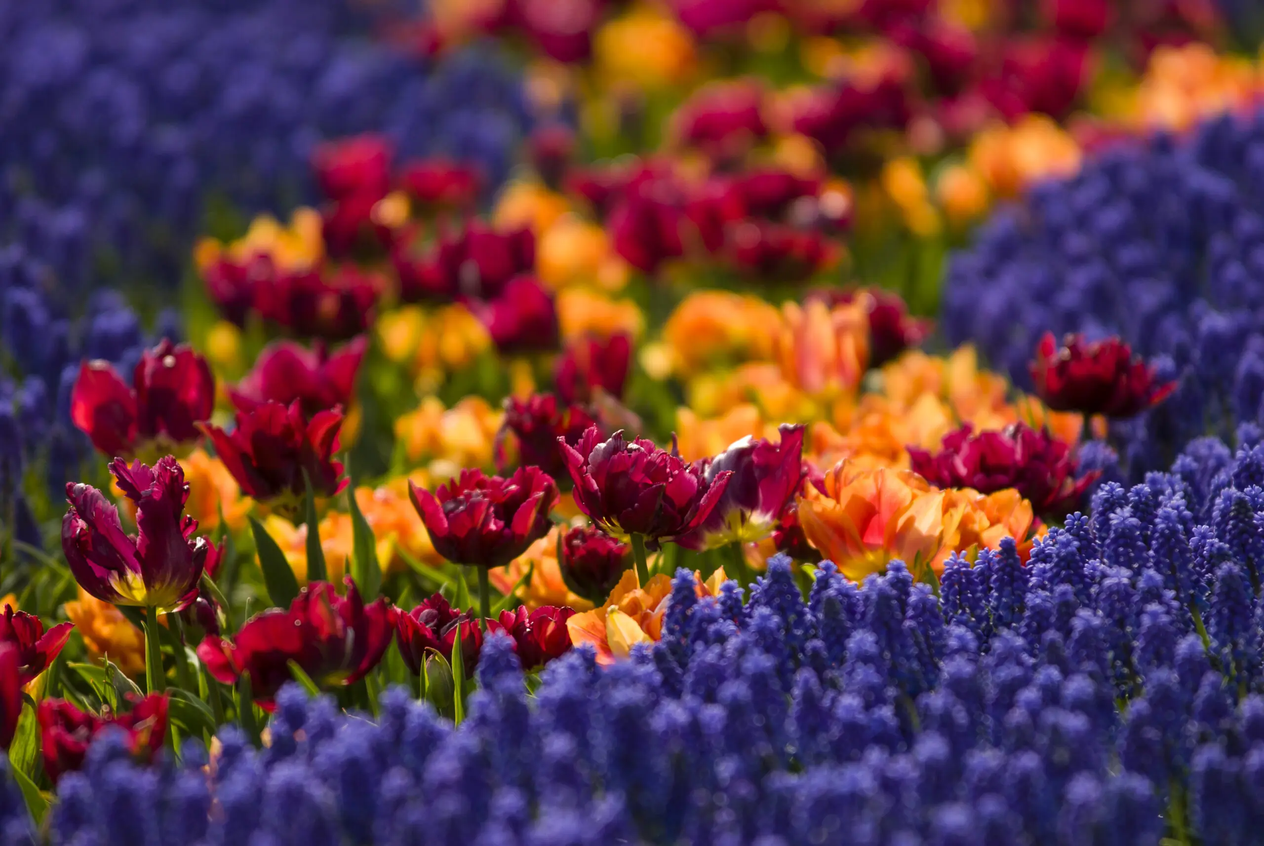 Wandbild (285) Tupip fire präsentiert: Natur,Blumen und Blüten