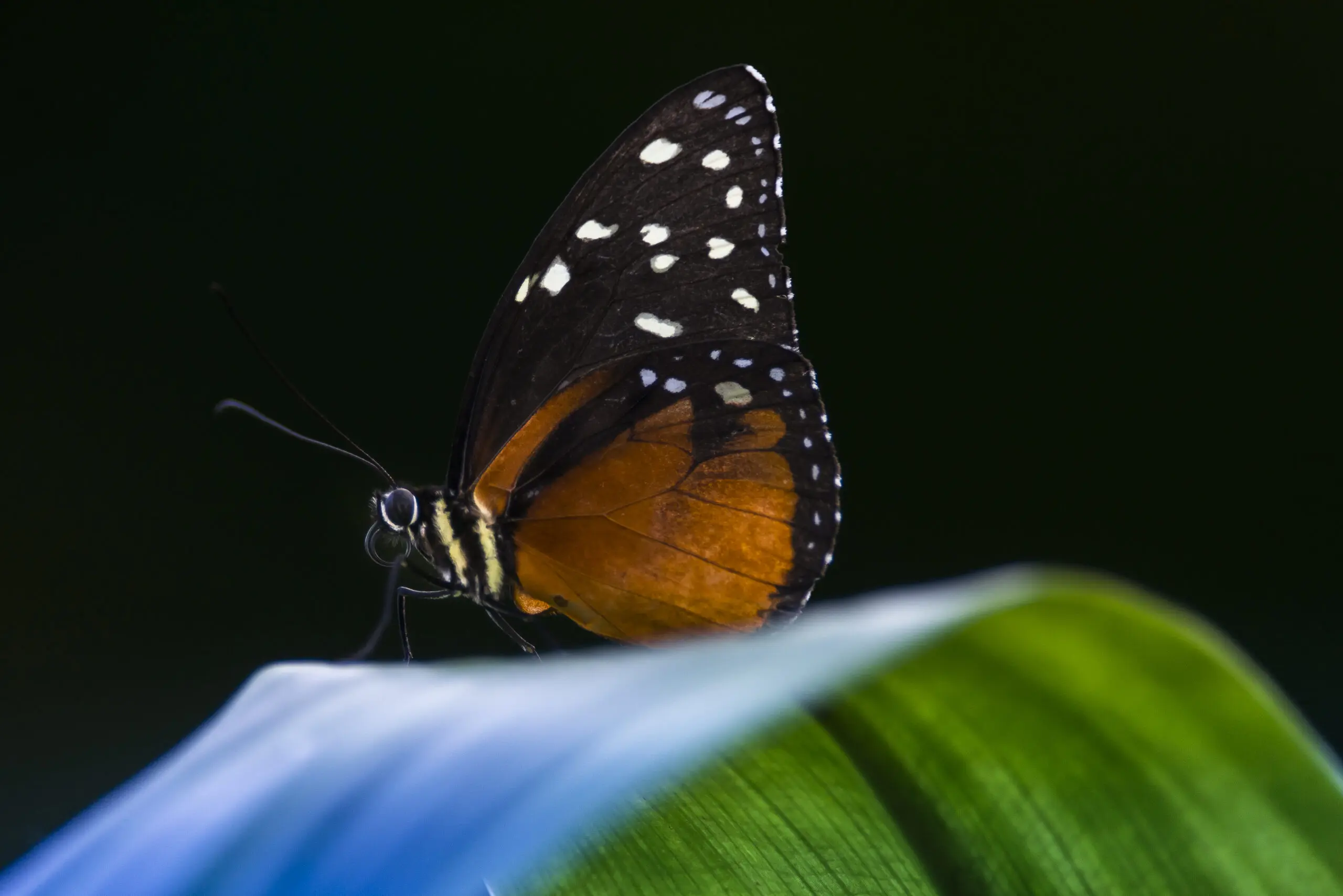 Wandbild (325) Lady Butterfly präsentiert: Tiere,Schmetterlinge