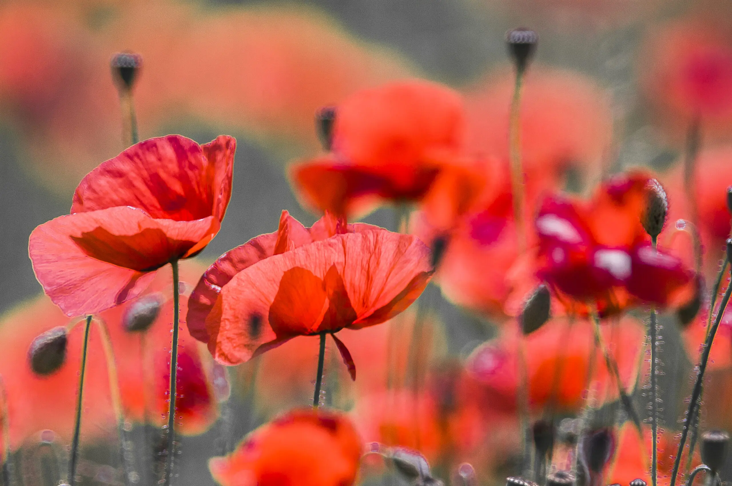 Wandbild (320) Black Poppy assemble präsentiert: Natur,Blumen und Blüten