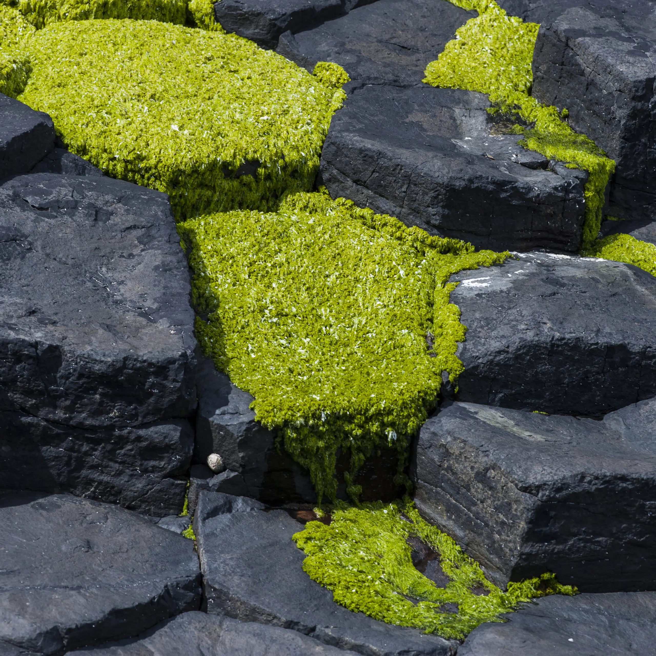 Wandbild (294) Green Basalt präsentiert: Details und Strukturen,Natur,Steine