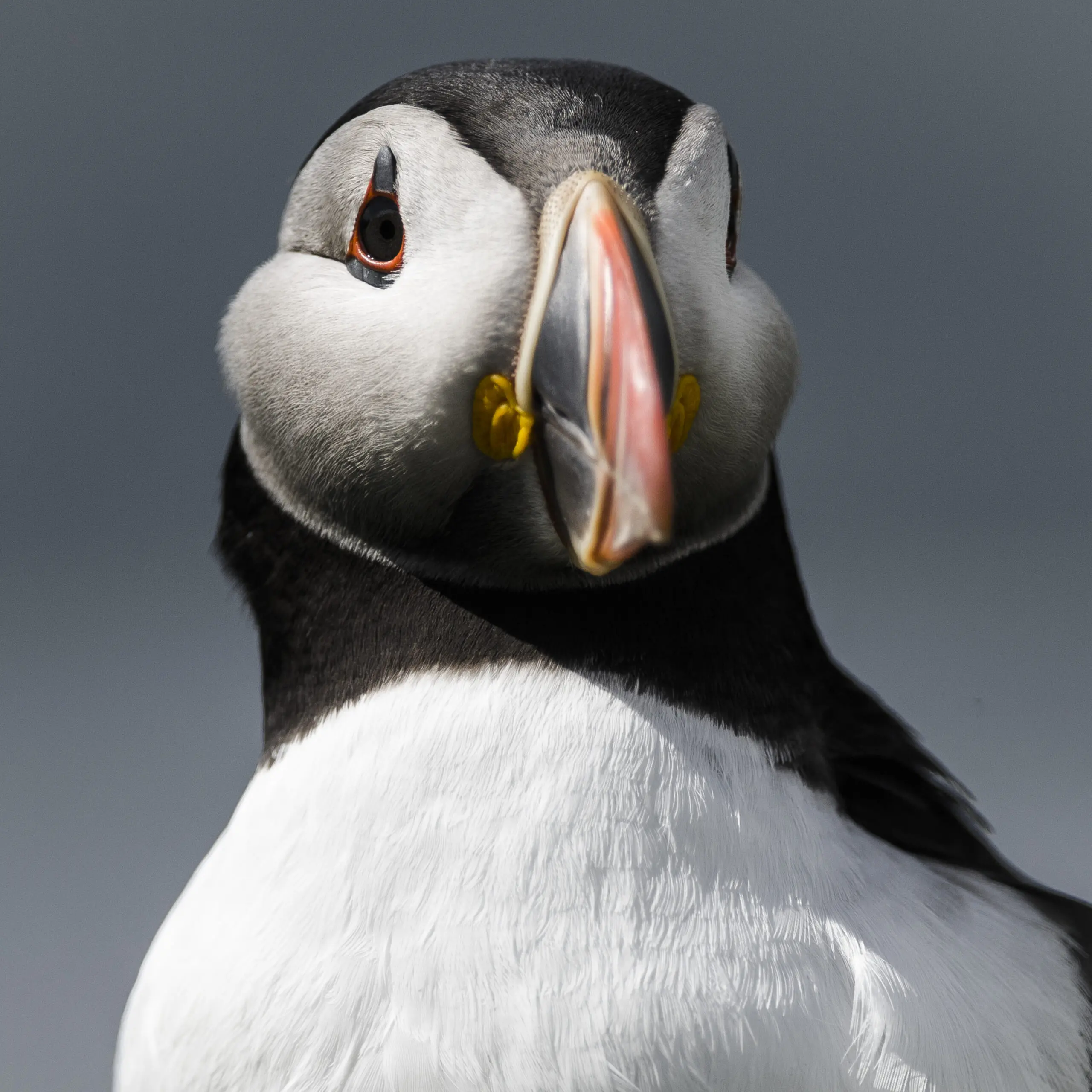 Wandbild (292) Puffin Face präsentiert: Tiere,Vögel