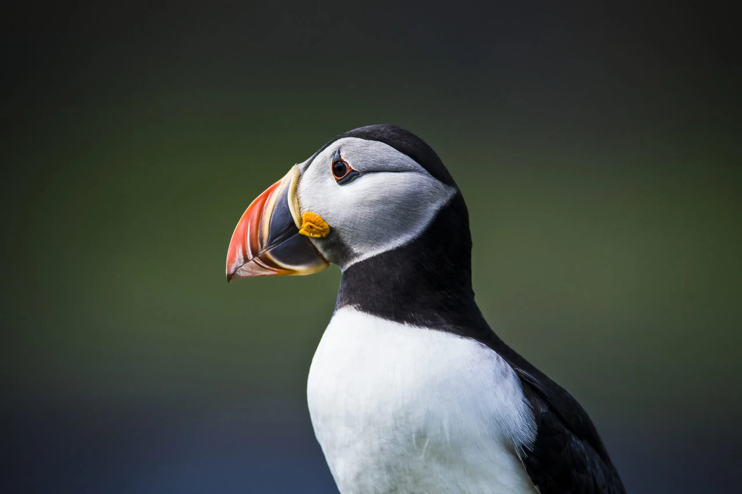 Wandbild (291) Puffin Sideview präsentiert: Tiere,Vögel