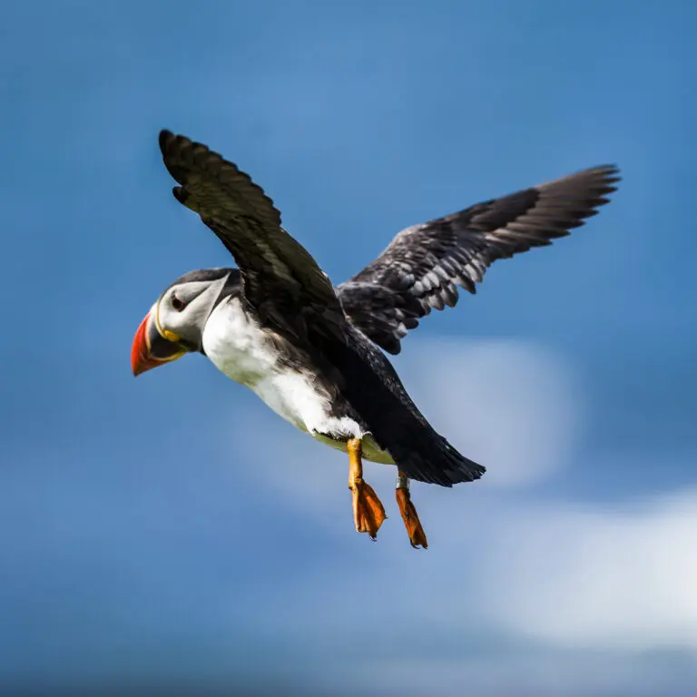 Flying Puffin