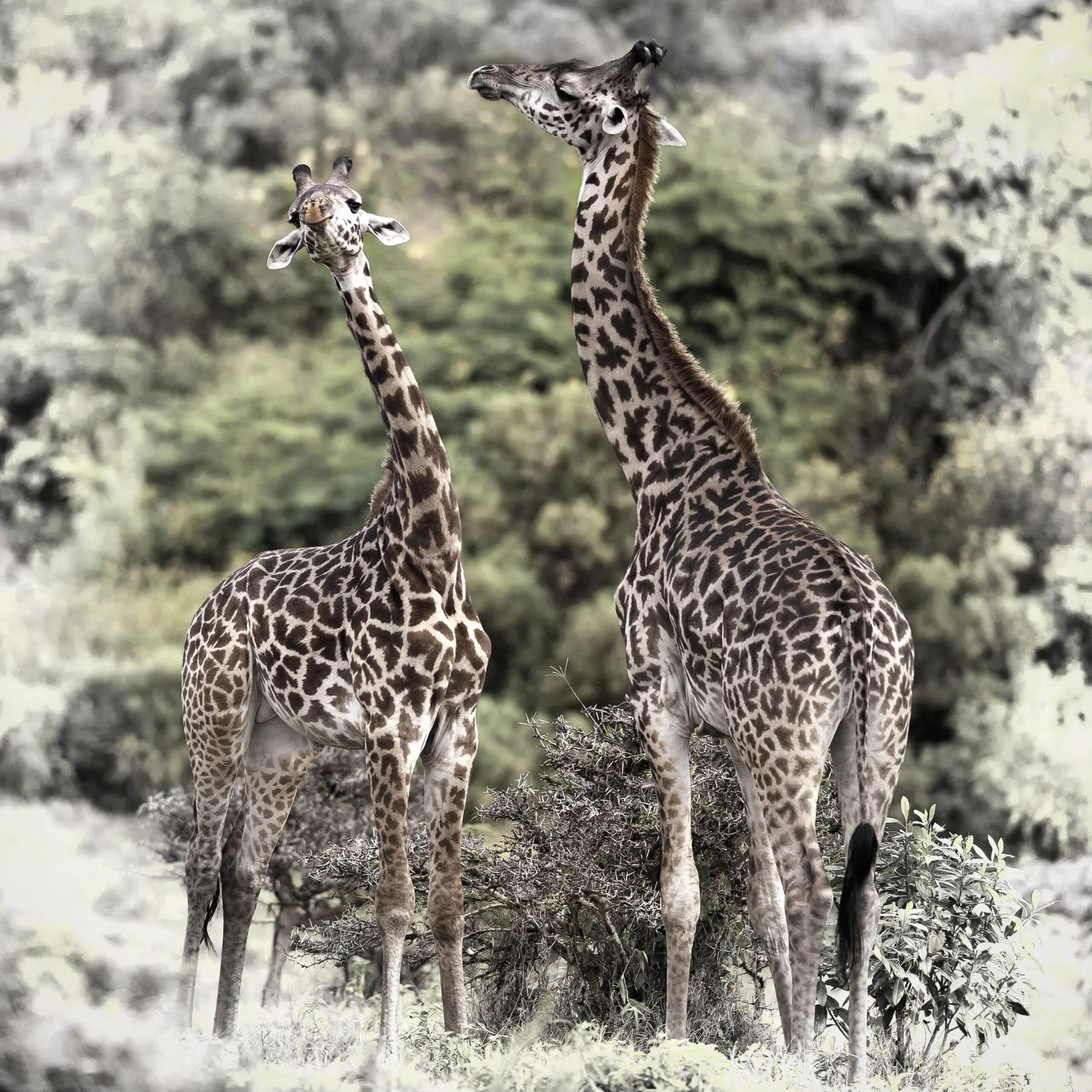 Wandbild (376) Girafes präsentiert: Tiere,Wildtiere,Aus Afrika