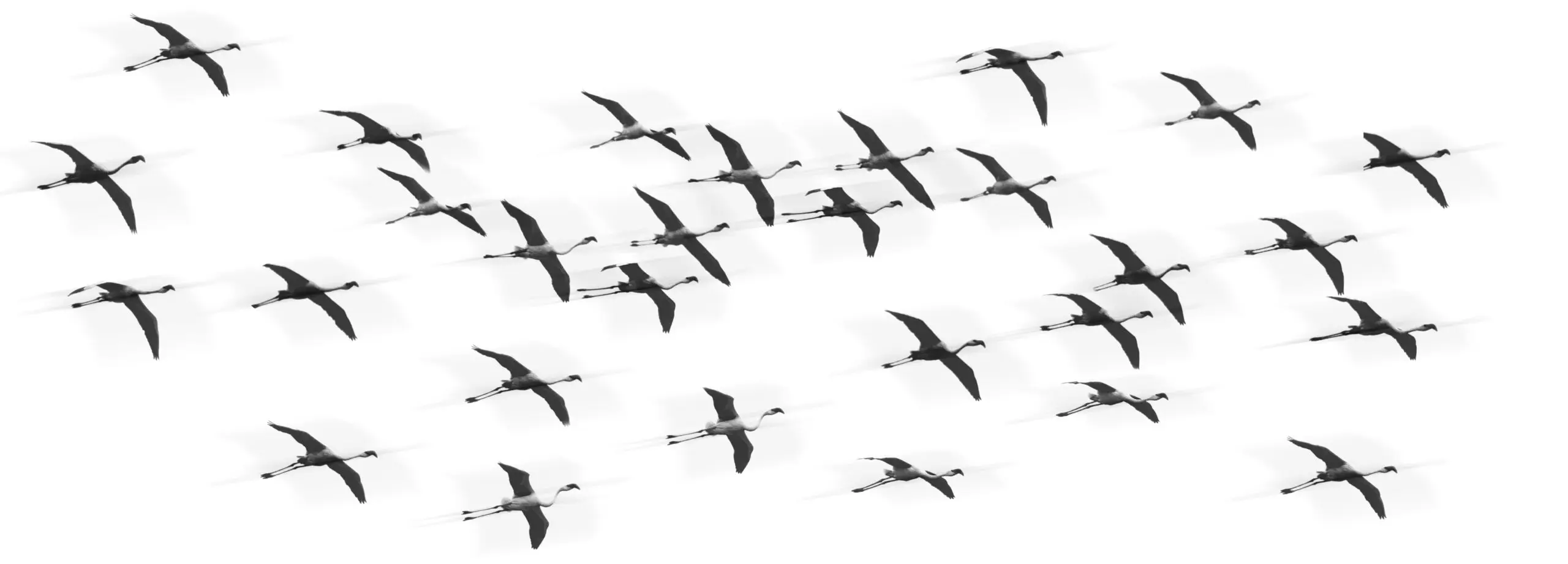 Wandbild (374) Black Flamingo Flotte präsentiert: Tiere,Vögel