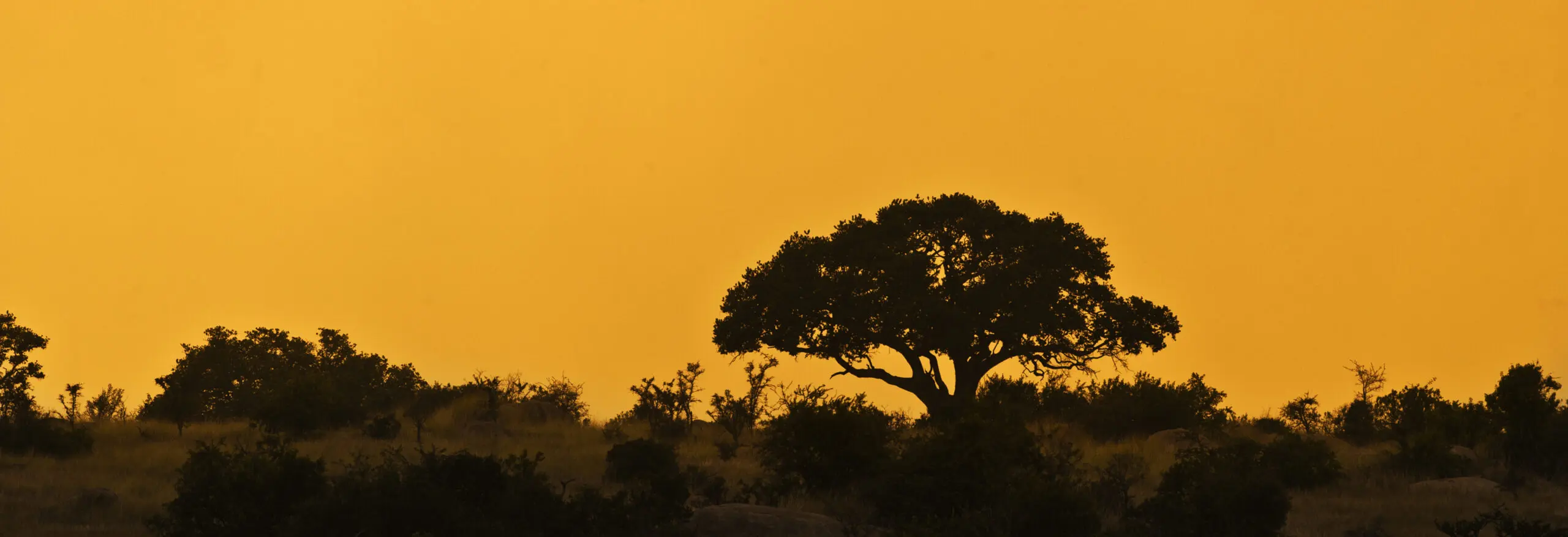 Wandbild (372) glowy Candelaber präsentiert: Landschaften,Afrika