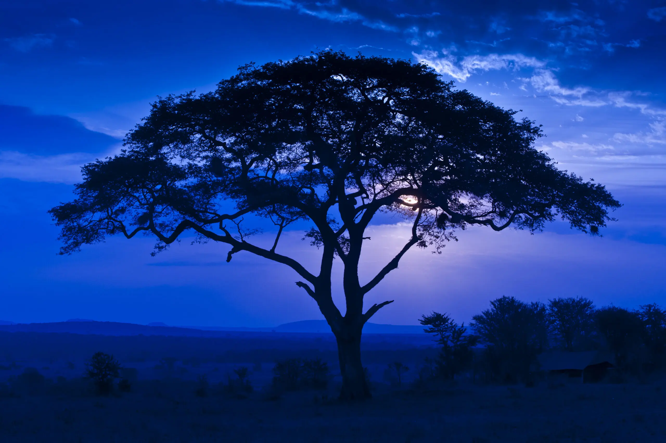 Wandbild (371) Blue Acacia präsentiert: Landschaften,Afrika
