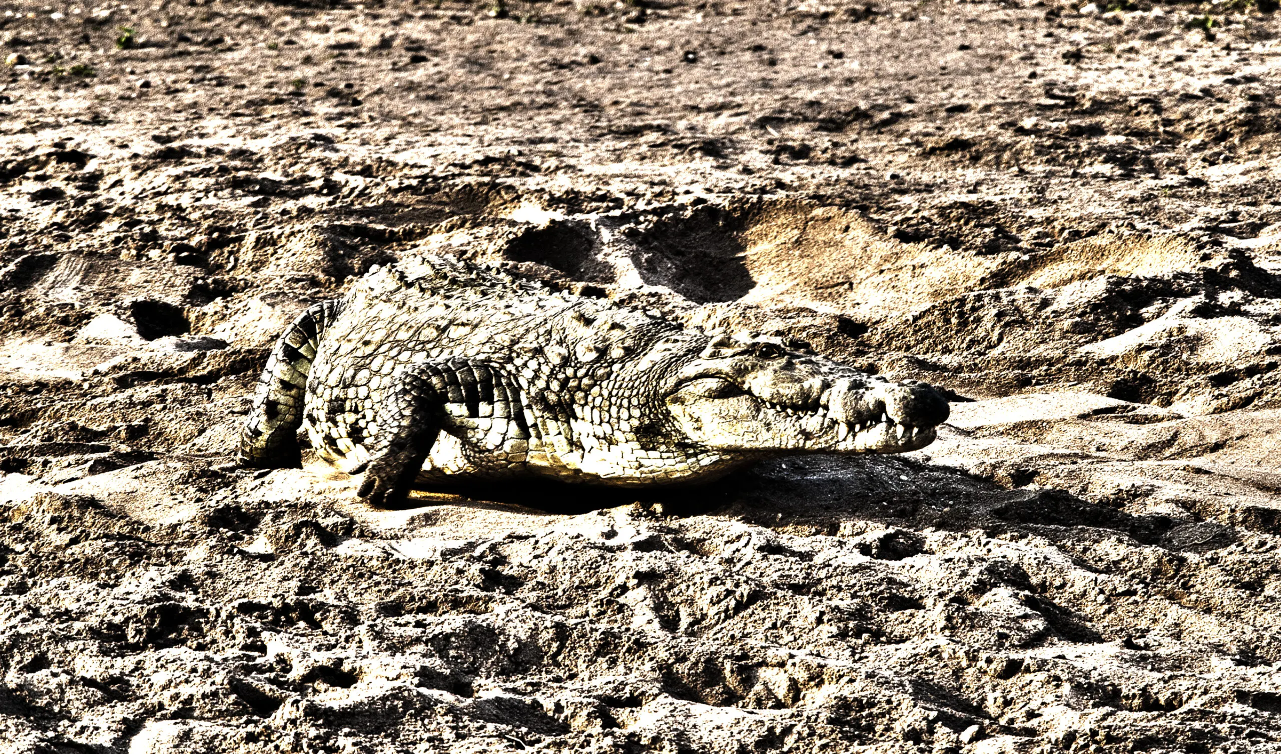 Wandbild (369) Versteckt präsentiert: Tiere,Wildtiere,Aus Afrika