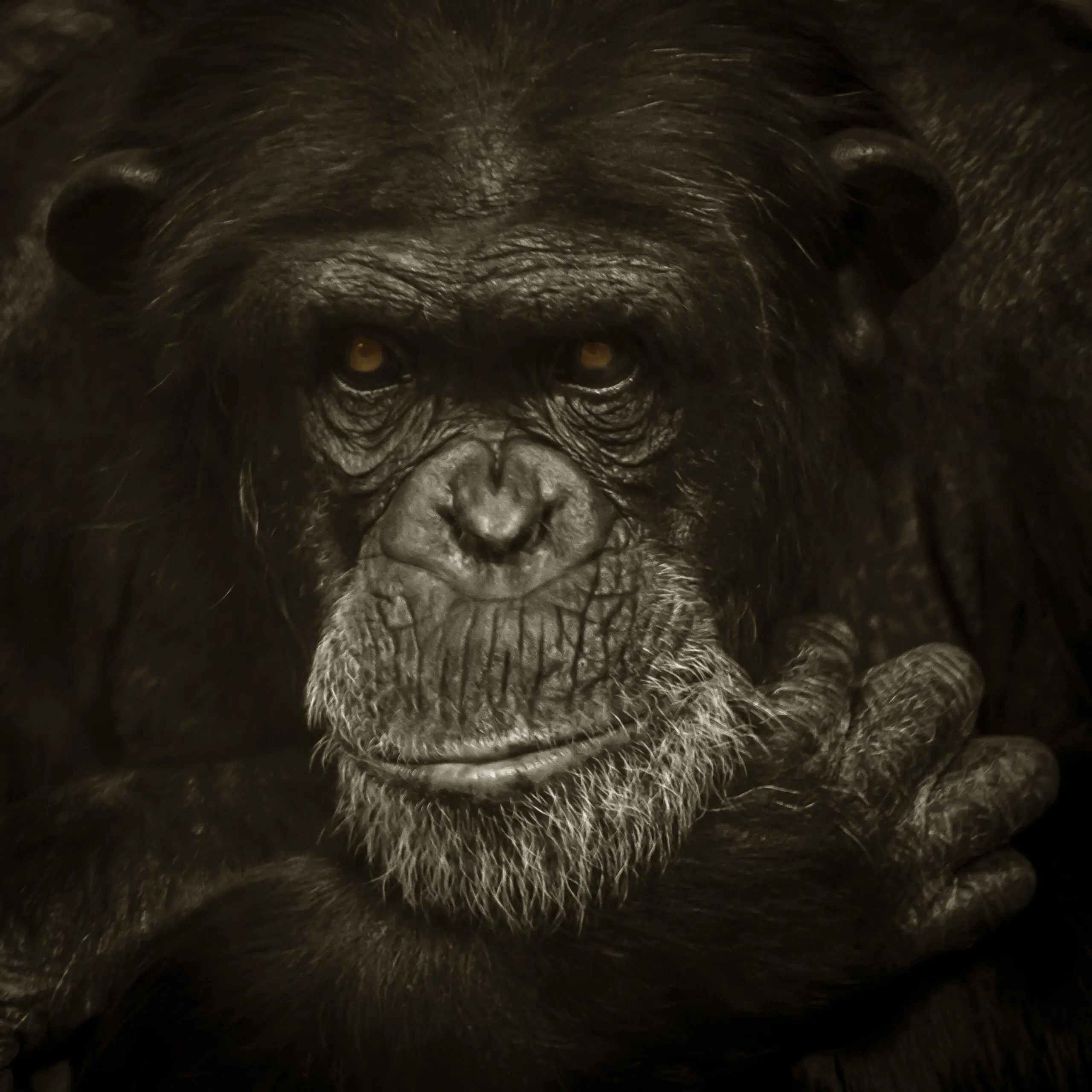 Wandbild (365) Face to Face präsentiert: Tiere,Aus Afrika