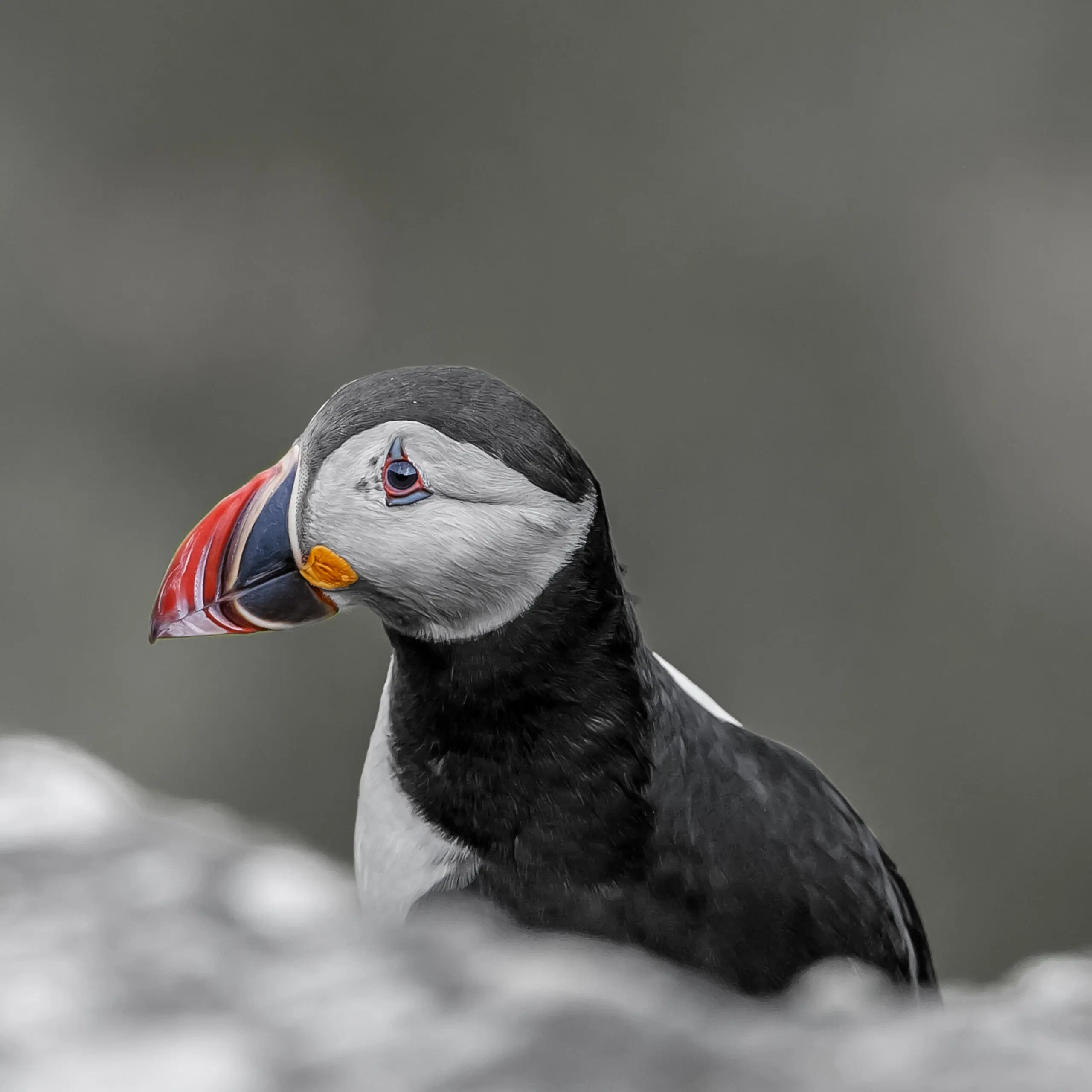 Wandbild (339) Puffin 7 präsentiert: Tiere,Vögel