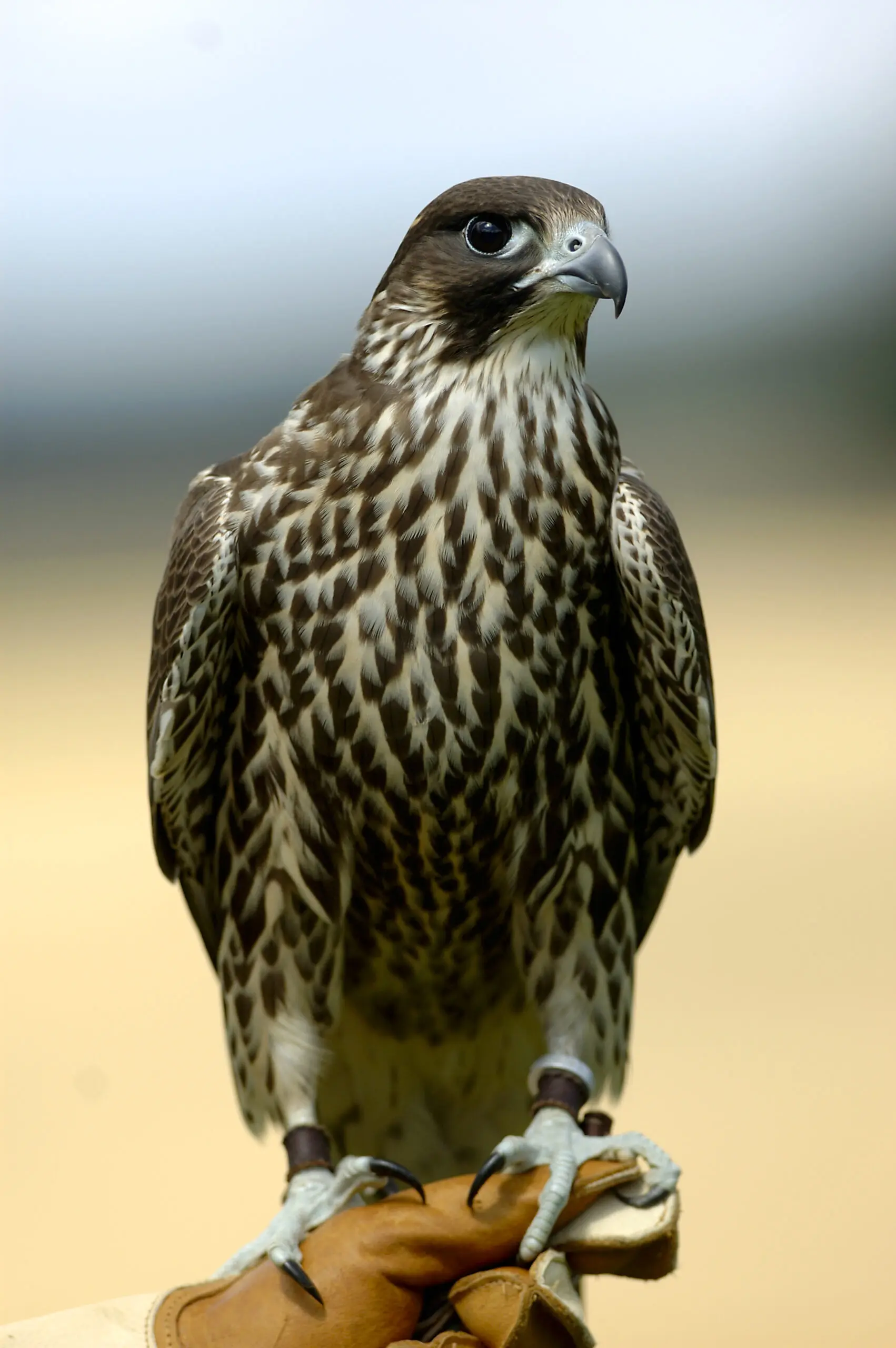 Wandbild (353) Saker falcon präsentiert: Tiere,Vögel