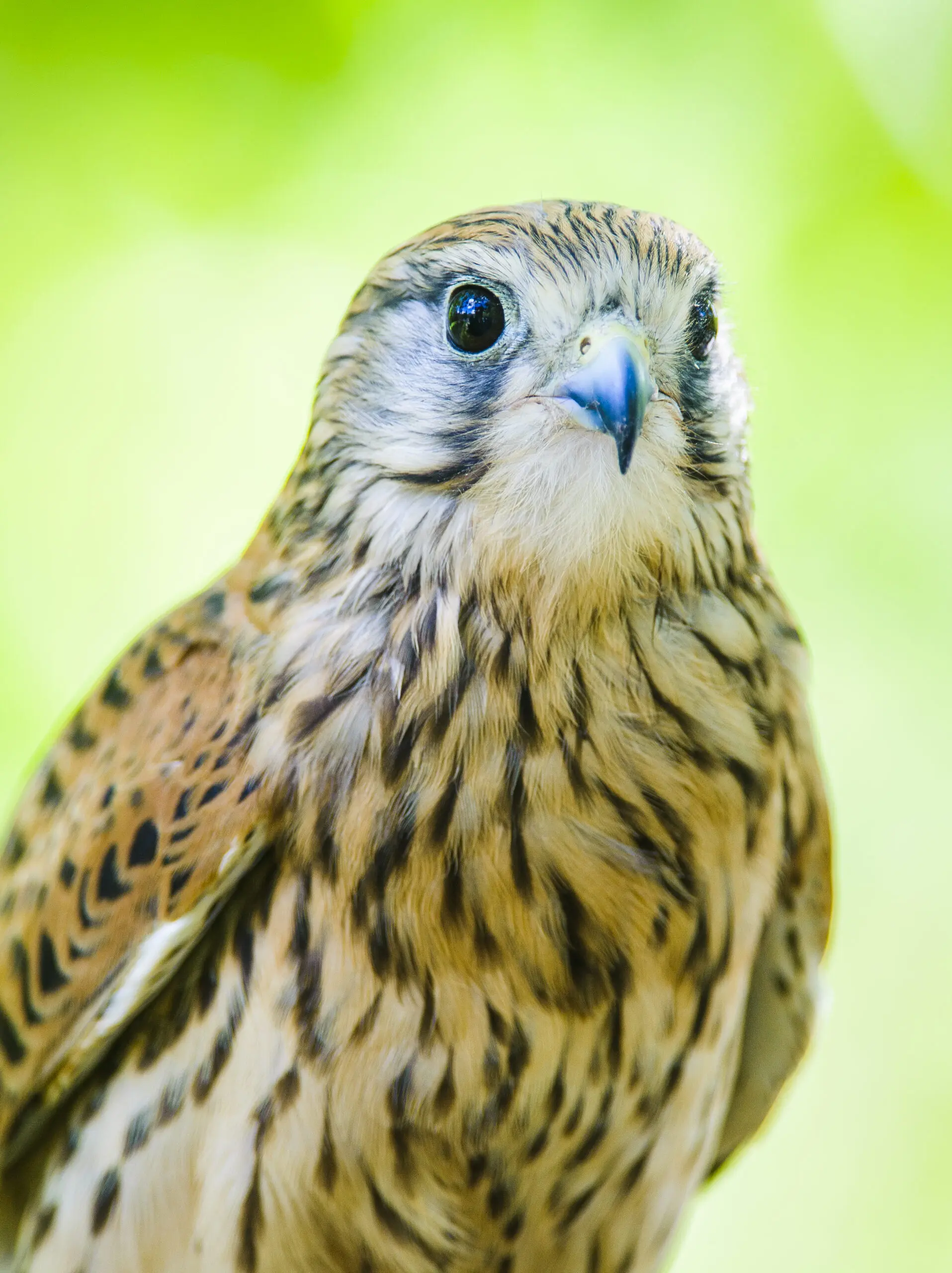 Wandbild (352) Falcon green präsentiert: Tiere,Vögel