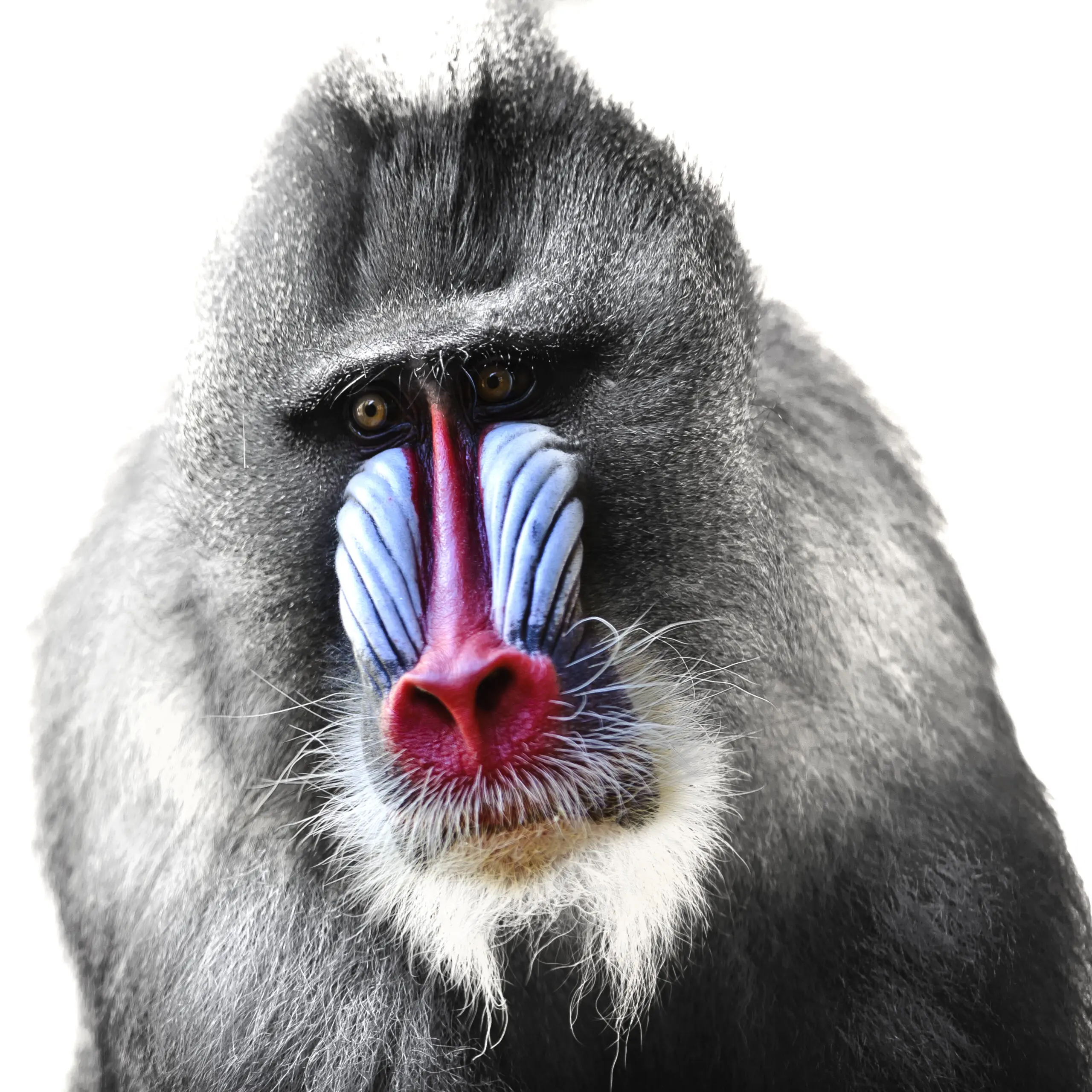 Wandbild (351) Mandrill präsentiert: Tiere,Sonstige Tiere