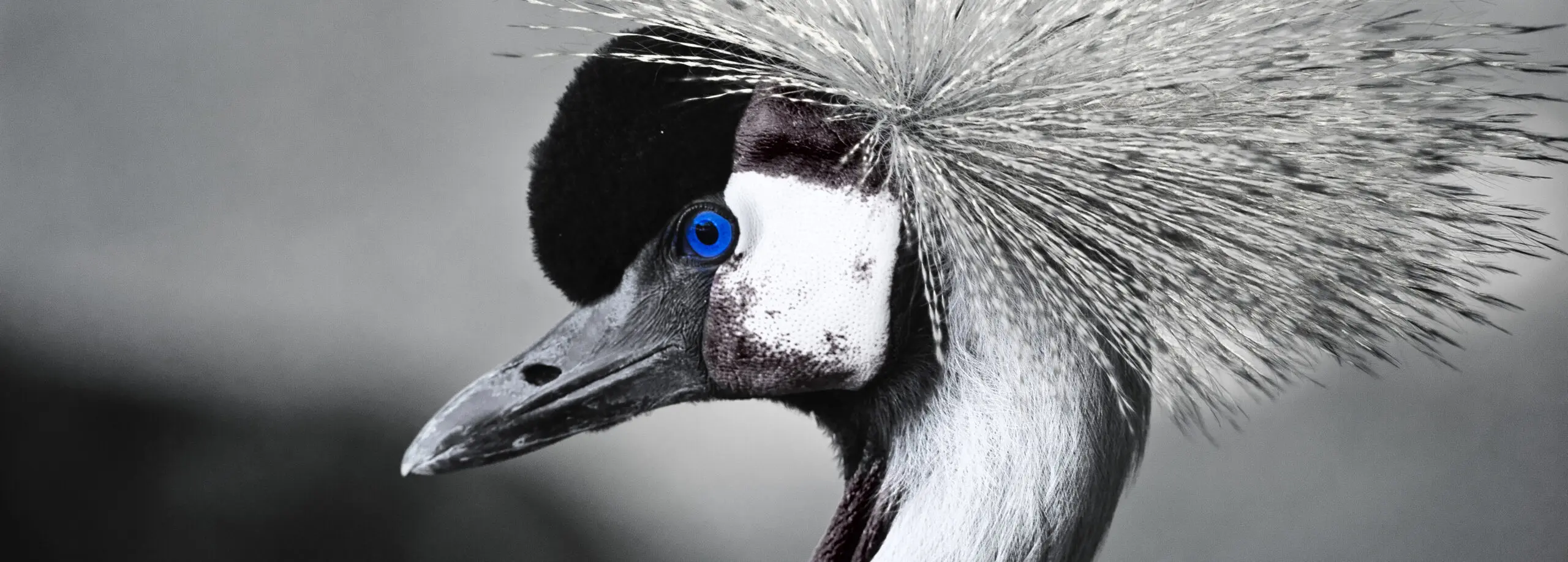 Wandbild (350) Blue Eye präsentiert: Tiere,Vögel