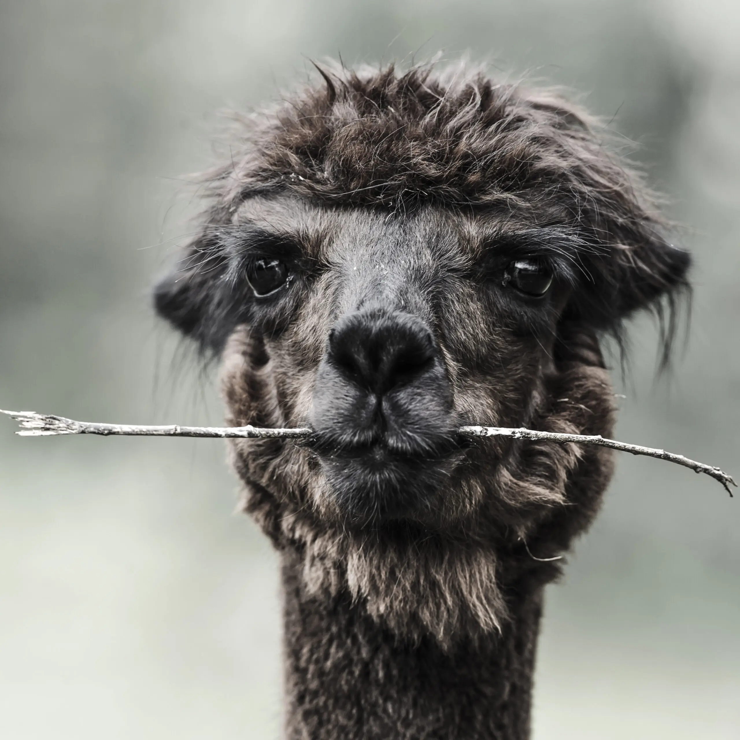 Wandbild (345) Alpaka präsentiert: Tiere,Sonstige Tiere