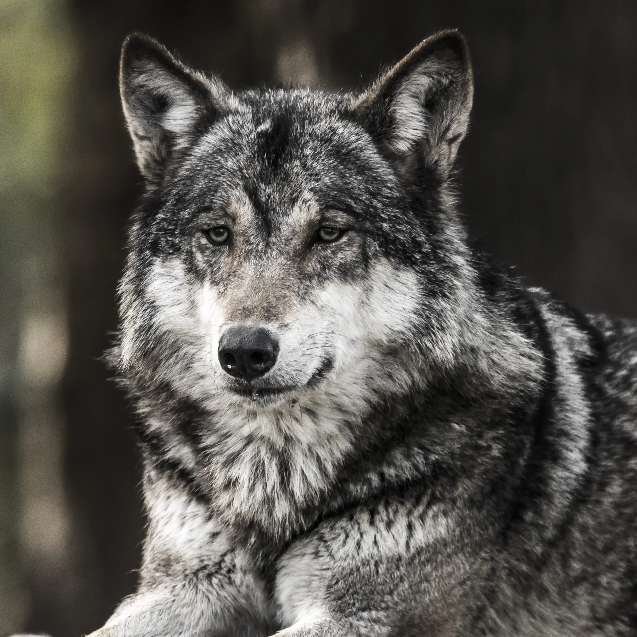 Wandbild (384) Wolfie präsentiert: Tiere,Sonstige Tiere,Wildtiere