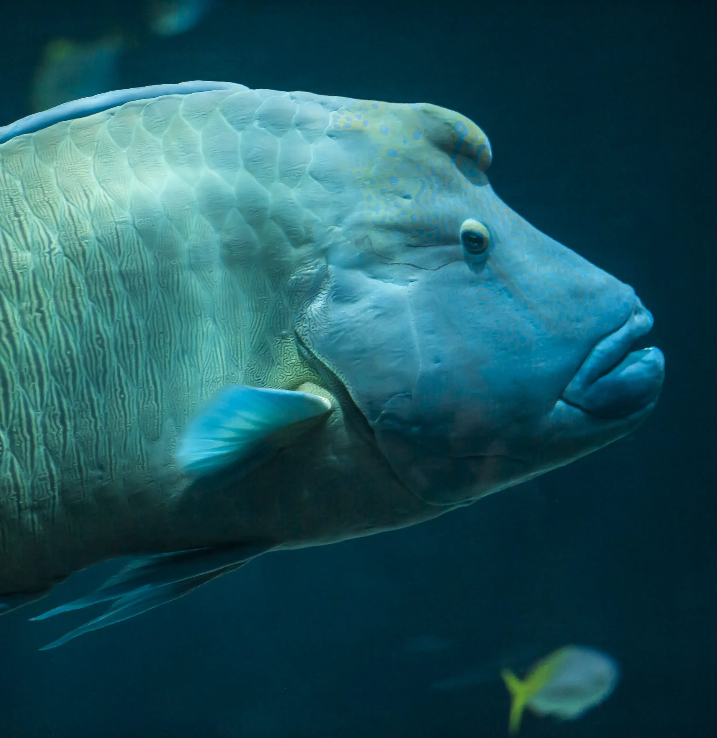 Wandbild (425) Napoleon präsentiert: Wasser,Tiere,Natur,Fische,Unterwasser