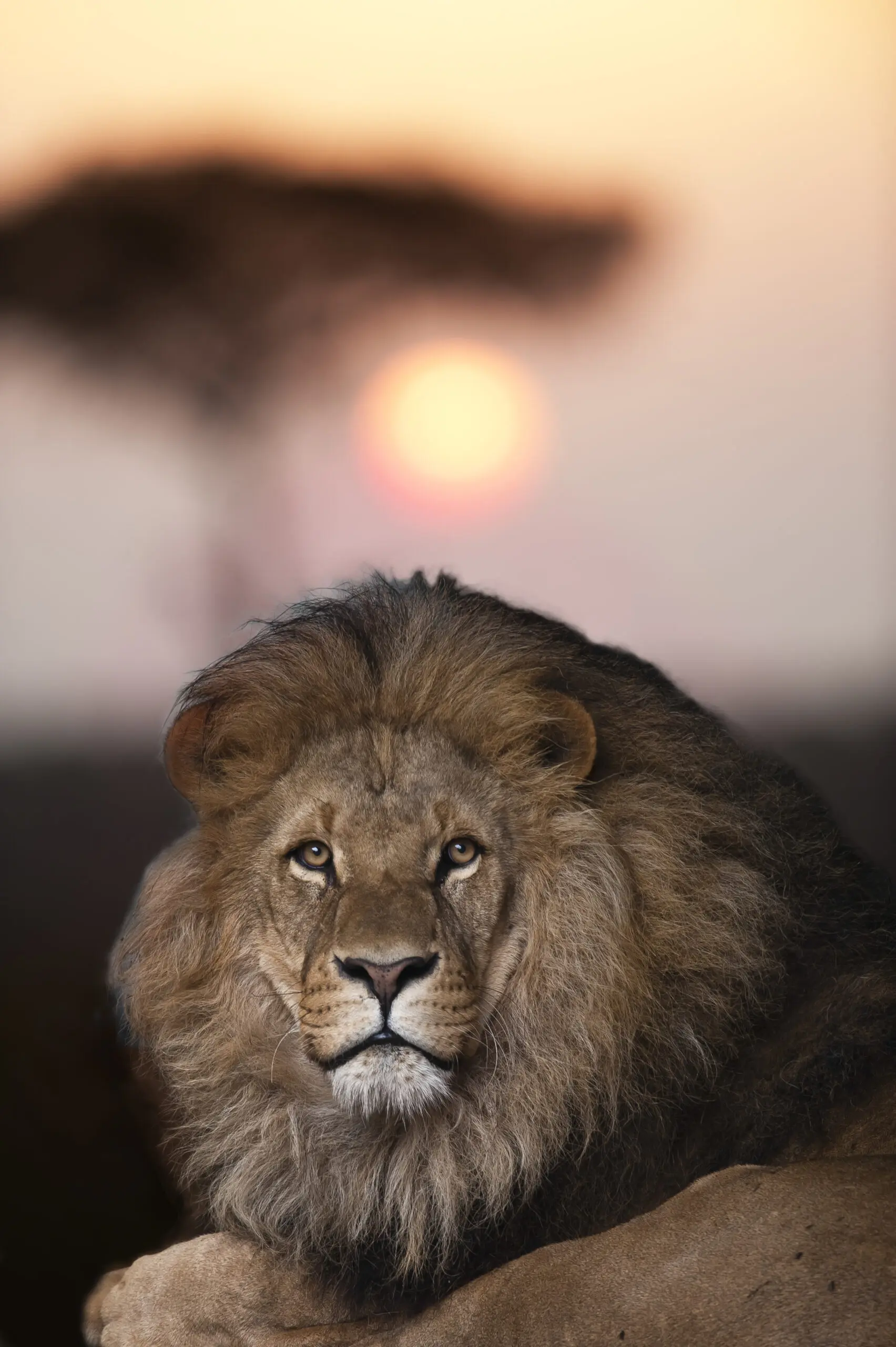 Wandbild (422) Sundowner präsentiert: Tiere,Wildtiere,Aus Afrika