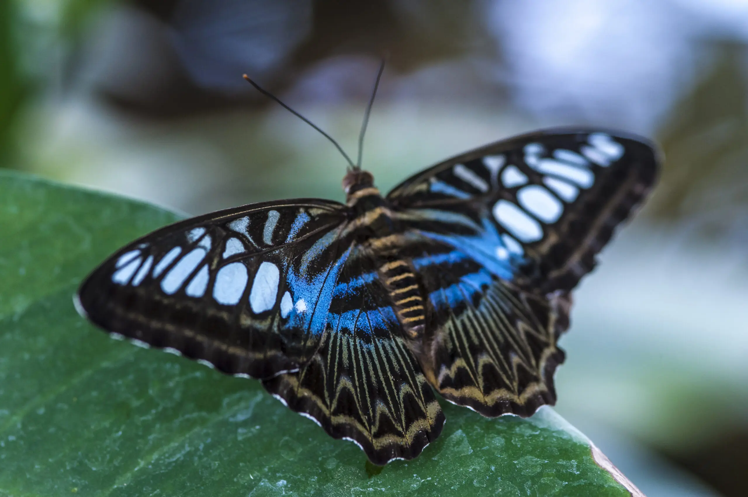 Wandbild (401) Blue wings präsentiert: Tiere,Schmetterlinge