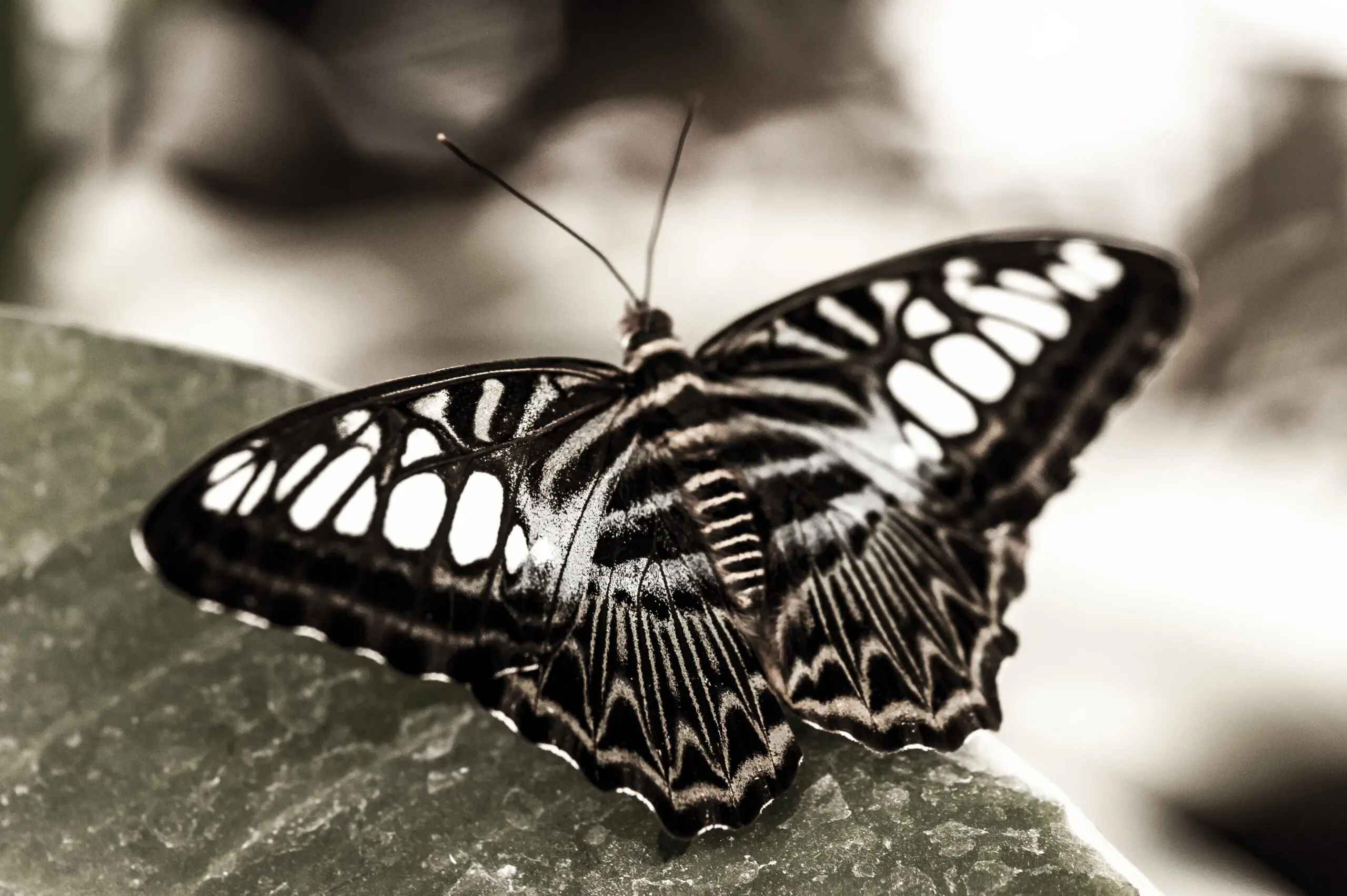 Wandbild (392) Black Butterfly präsentiert: Tiere,Schmetterlinge