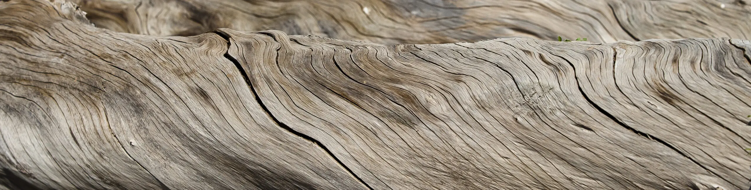 Wandbild (411) Twisted Wood präsentiert: Details und Strukturen,Zen & Wellness,Natur,Makro,Sonstige Pflanzen,Sonstige Naturdetails