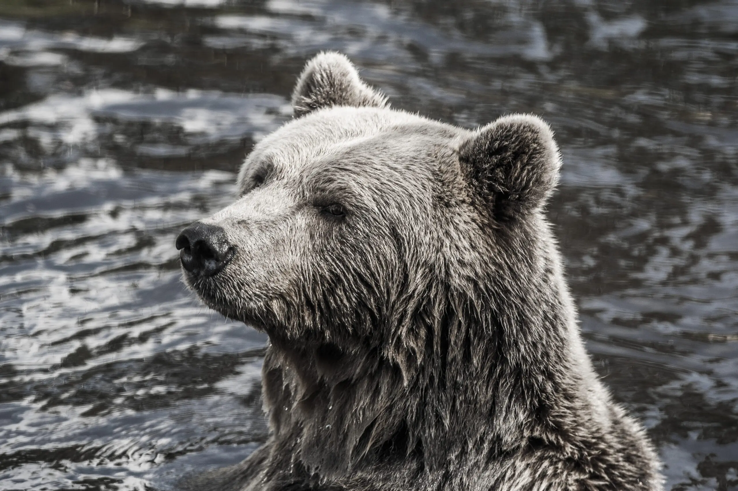 Wandbild (495) Ursus arctos präsentiert: Tiere,Wasser,Wildtiere