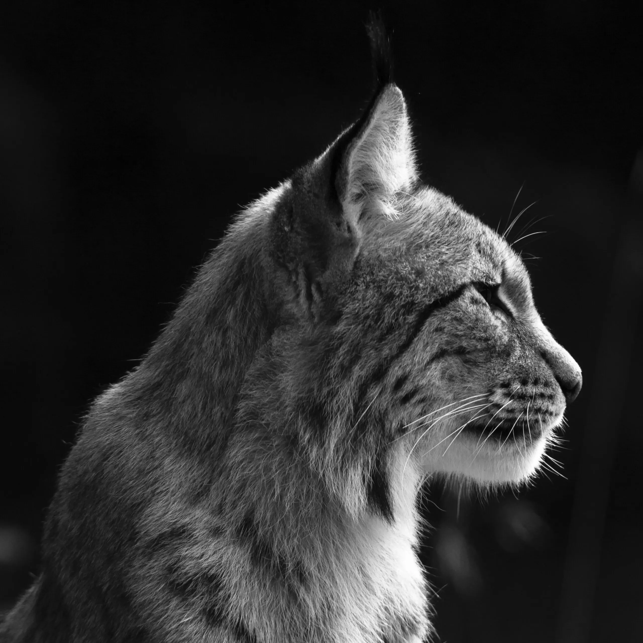 Wandbild (494) Lynx präsentiert: Tiere,Wildtiere