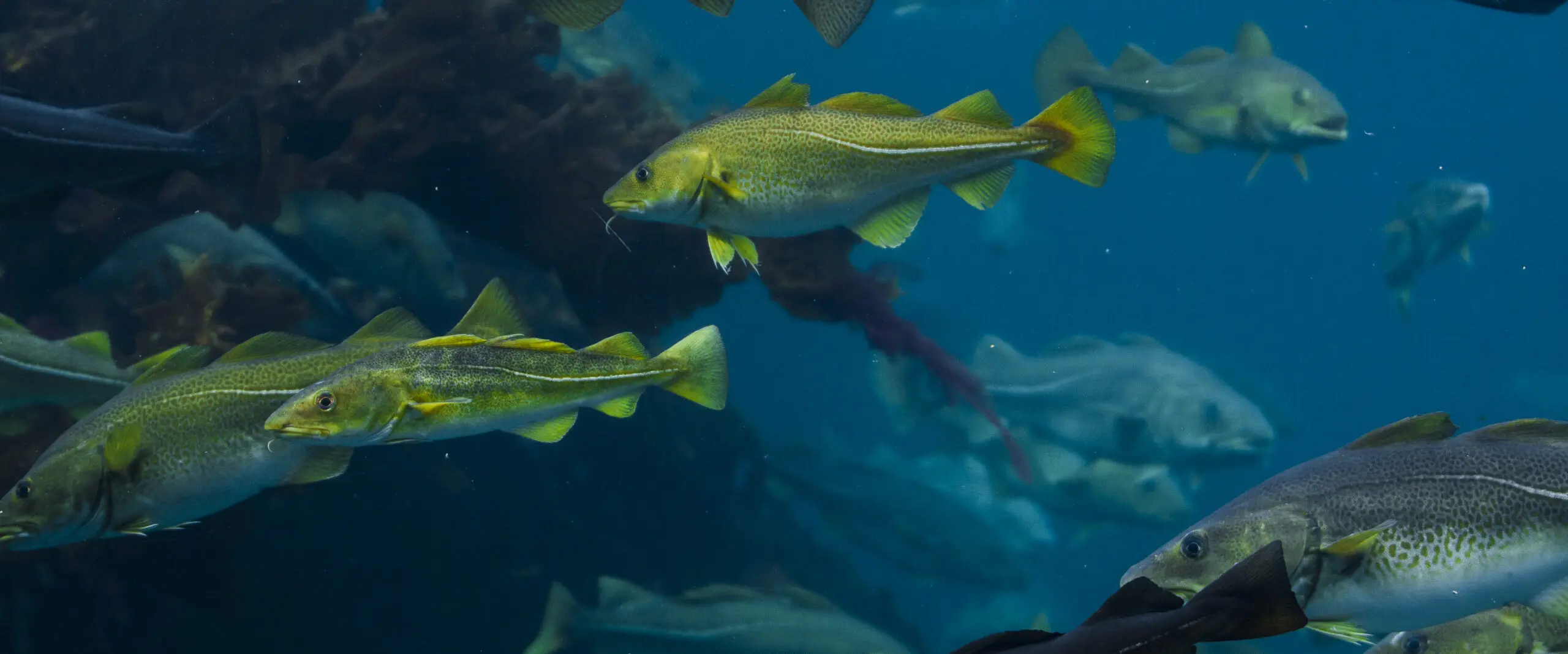 Wandbild (473) Yellow Fisch präsentiert: Wasser,Tiere,Fische,Unterwasser
