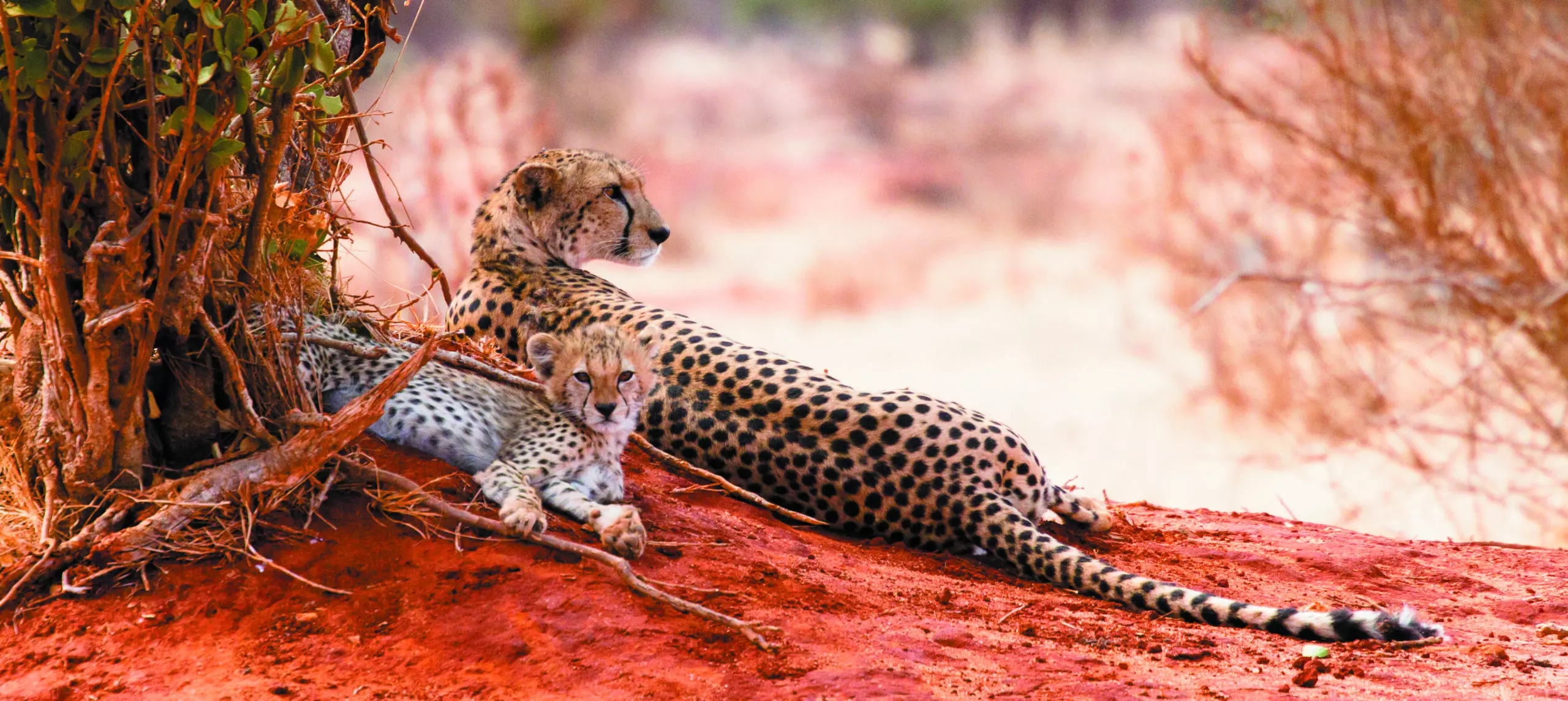 Wandbild (435) siesta präsentiert: Tiere,Wildtiere,Aus Afrika