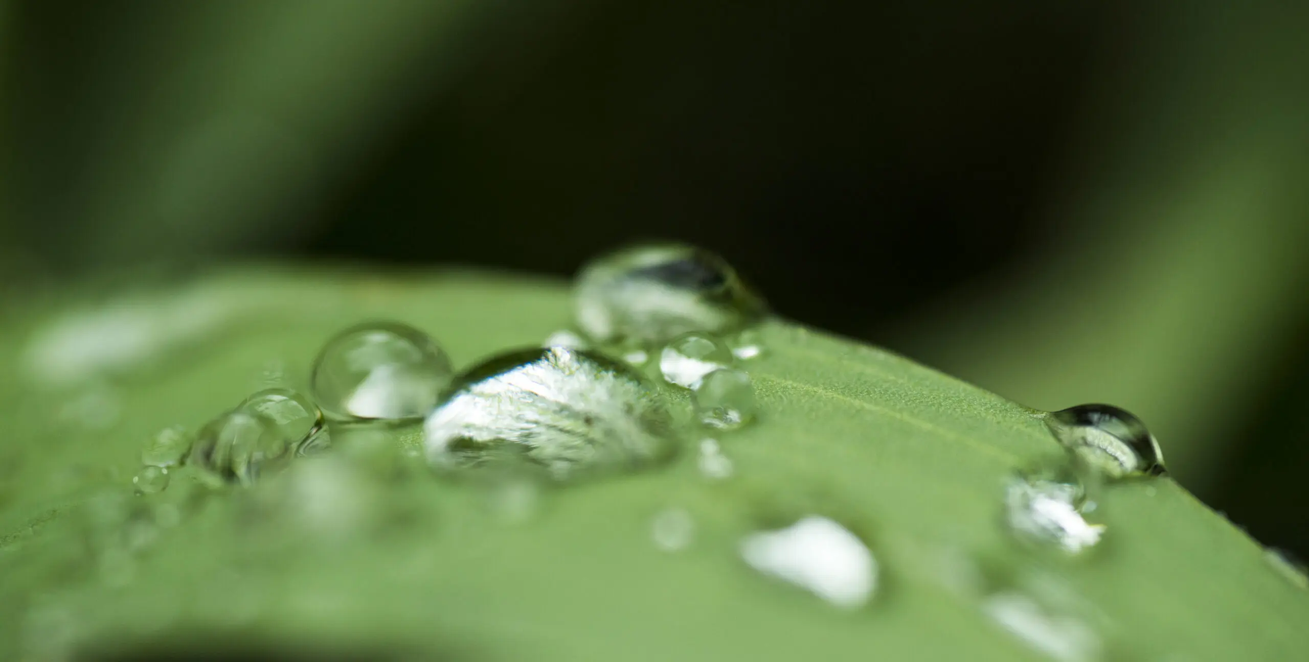 Wandbild (539) Silbertau präsentiert: Wasser,Natur,Blätter,Wassertropfen