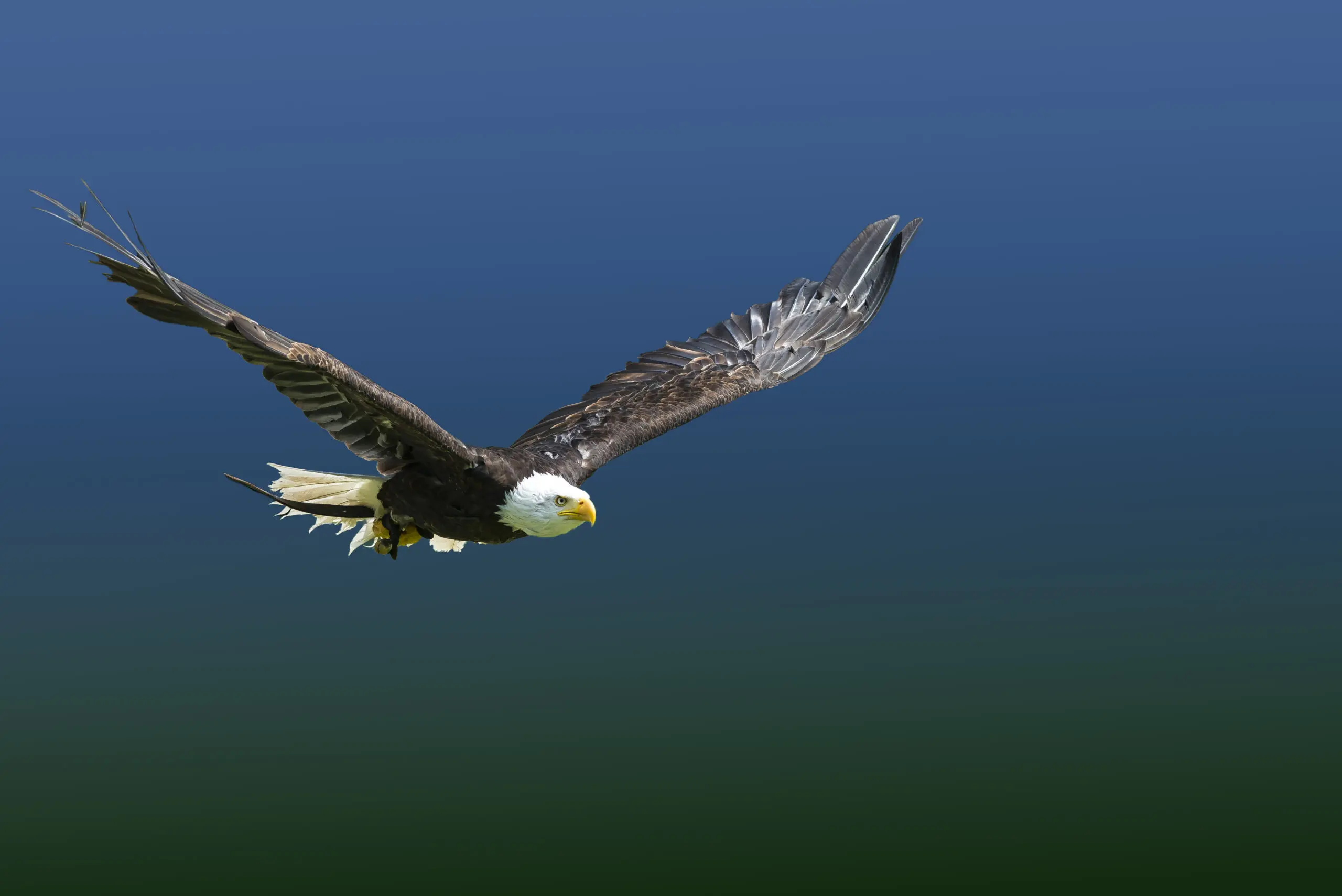 Wandbild (535) Eagle fly präsentiert: Tiere,Vögel