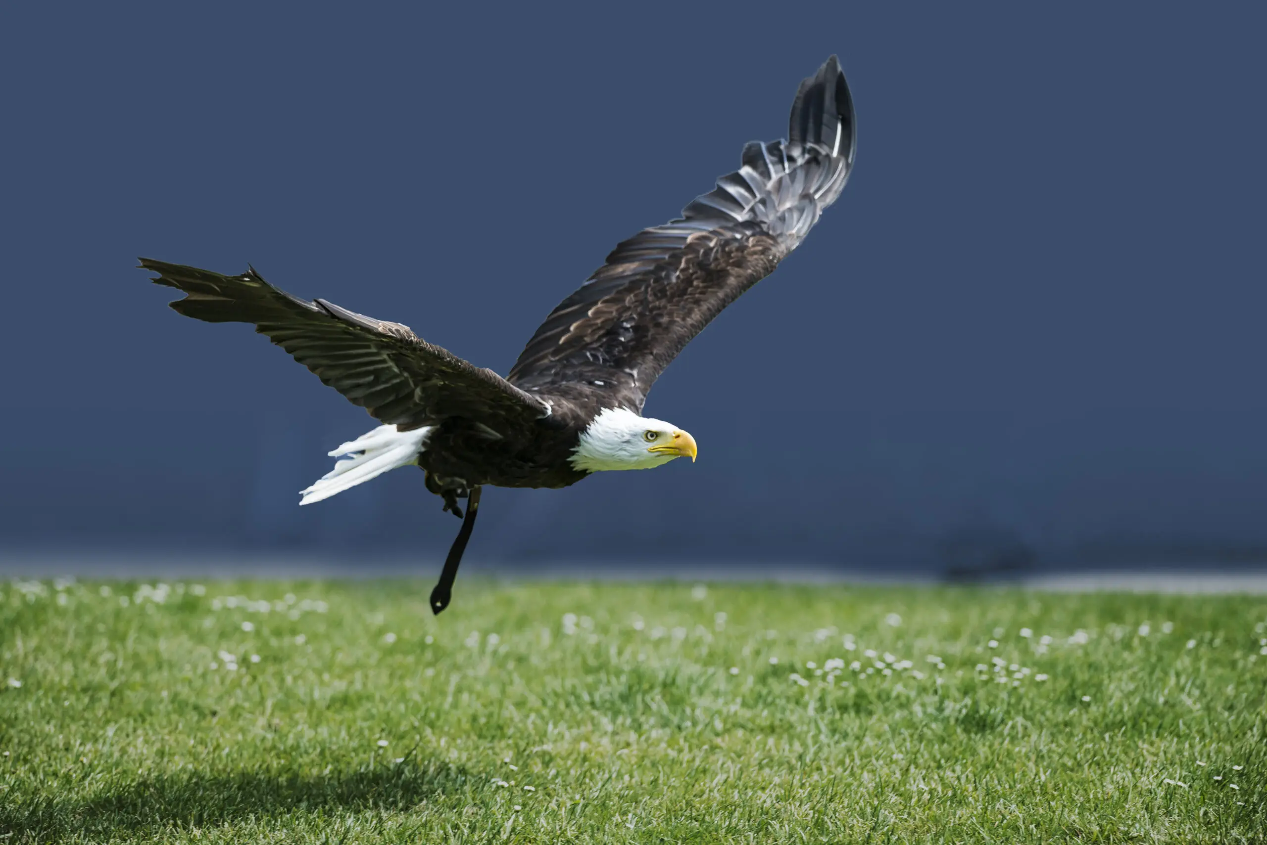 Wandbild (536) Flying Eagle präsentiert: Tiere,Vögel