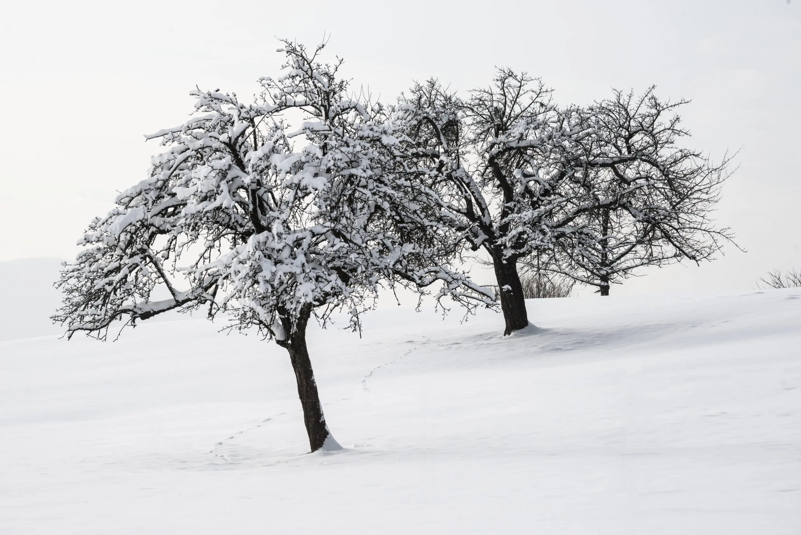 Wandbild (533) weißer Baum präsentiert: Natur,Landschaften,Bäume,Schnee und Eis,Winter