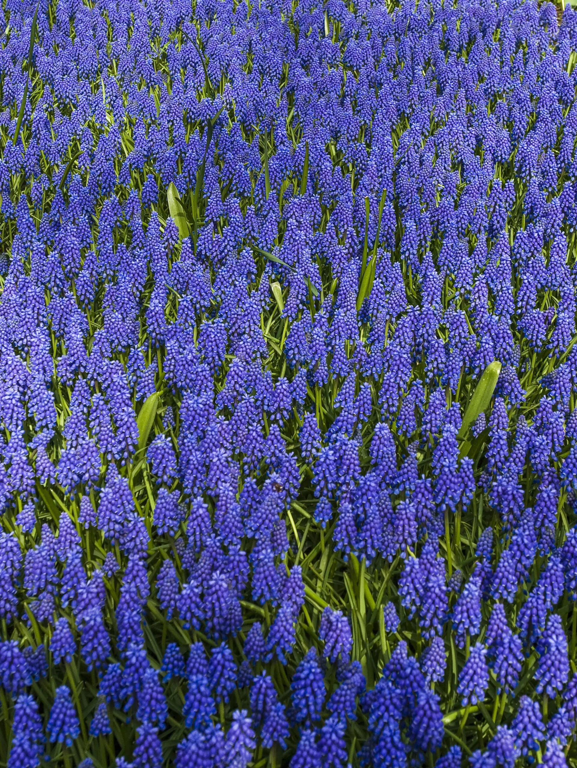 Wandbild (656) Lila Flower präsentiert: Natur,Blumen und Blüten