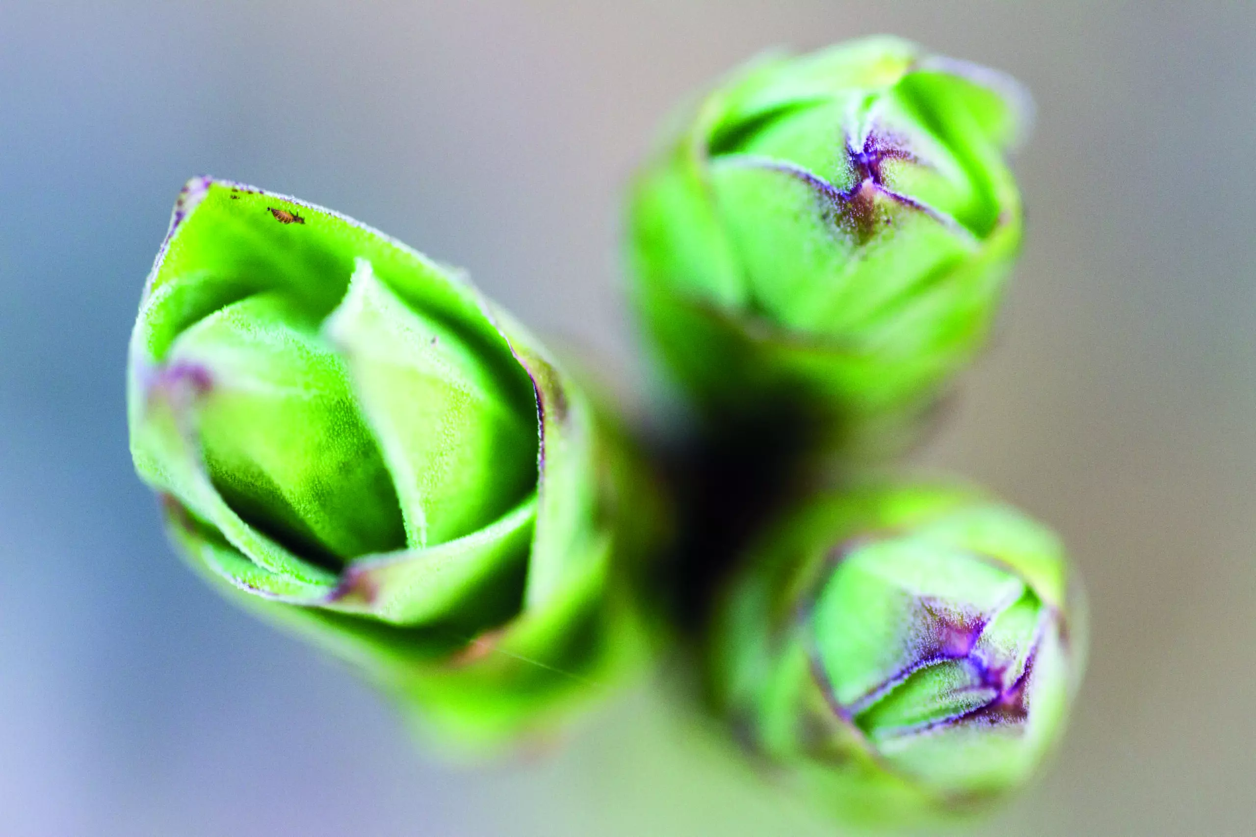 Wandbild (687) 3 Knospen präsentiert: Natur,Blumen und Blüten