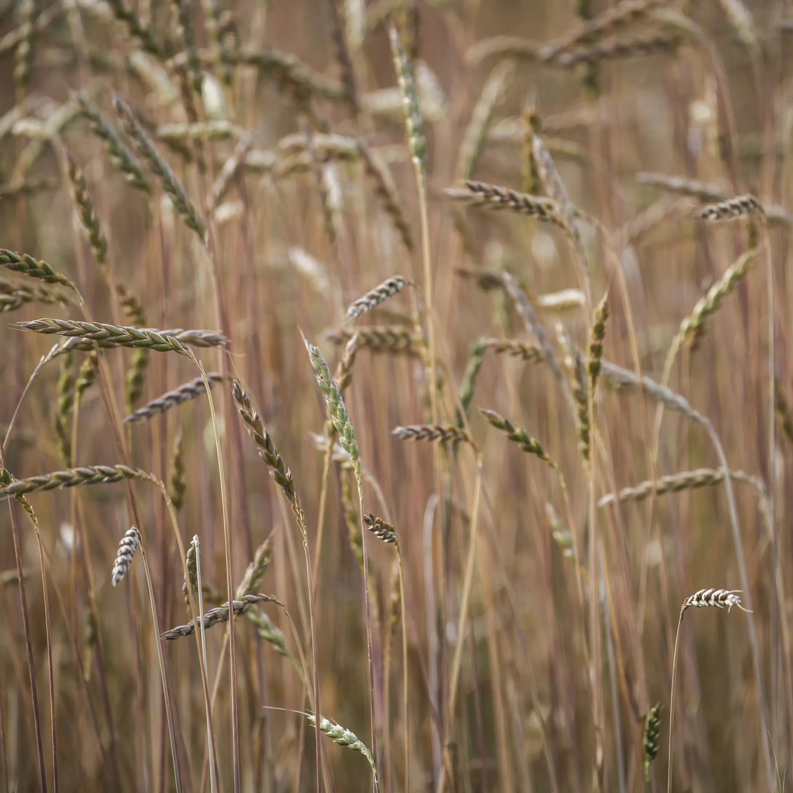 Wandbild (689) Herbstfeld präsentiert: Natur,Sonstige Pflanzen