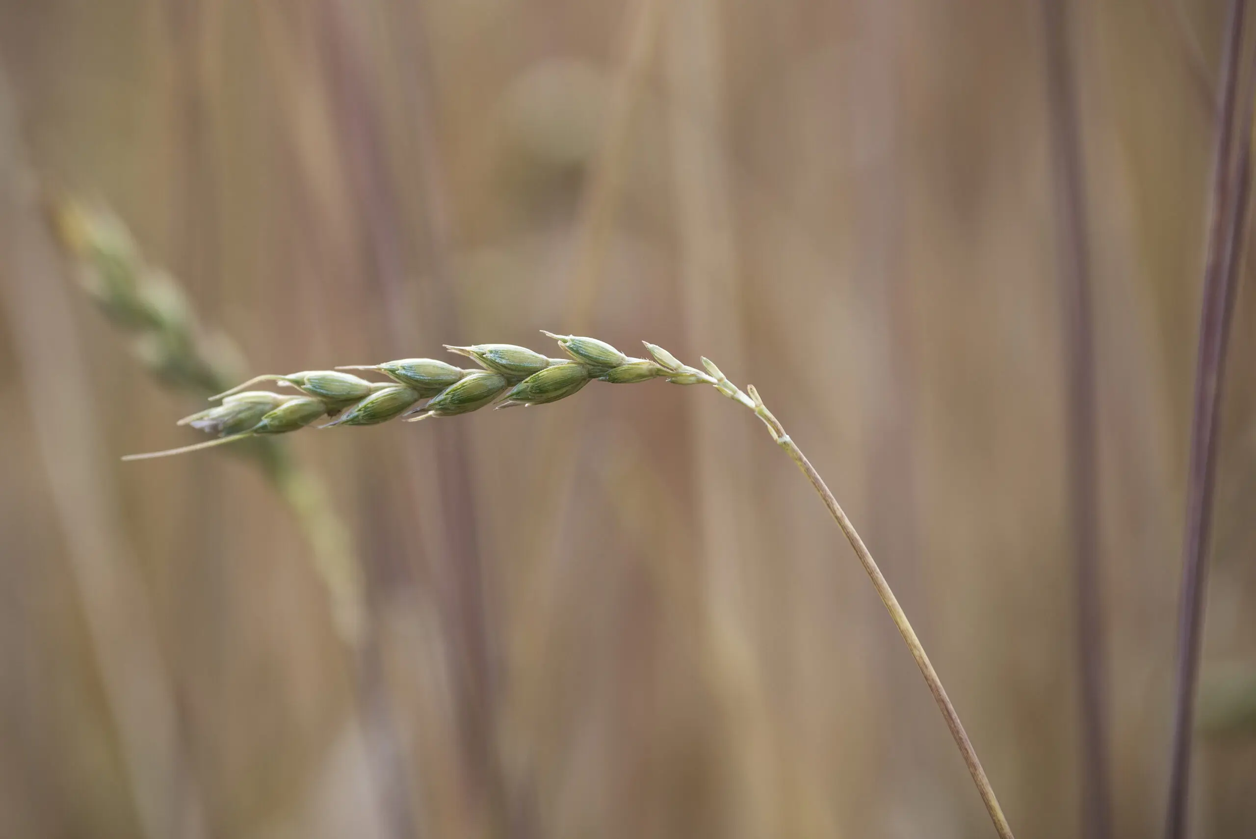 Wandbild (1006) Ähre solo präsentiert: Natur,Sonstige Pflanzen